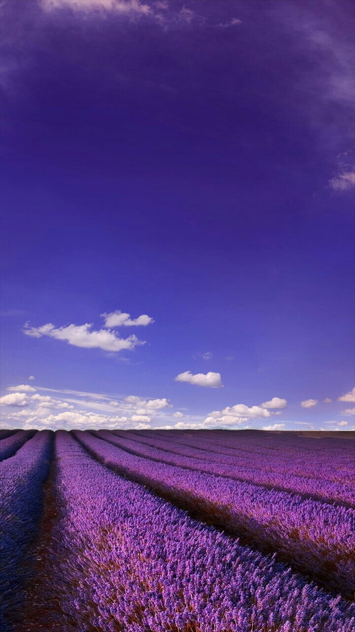 Campo di lavanda, Lavanda, Cielo viola, Paesaggio, sfondo Asus Zenfone