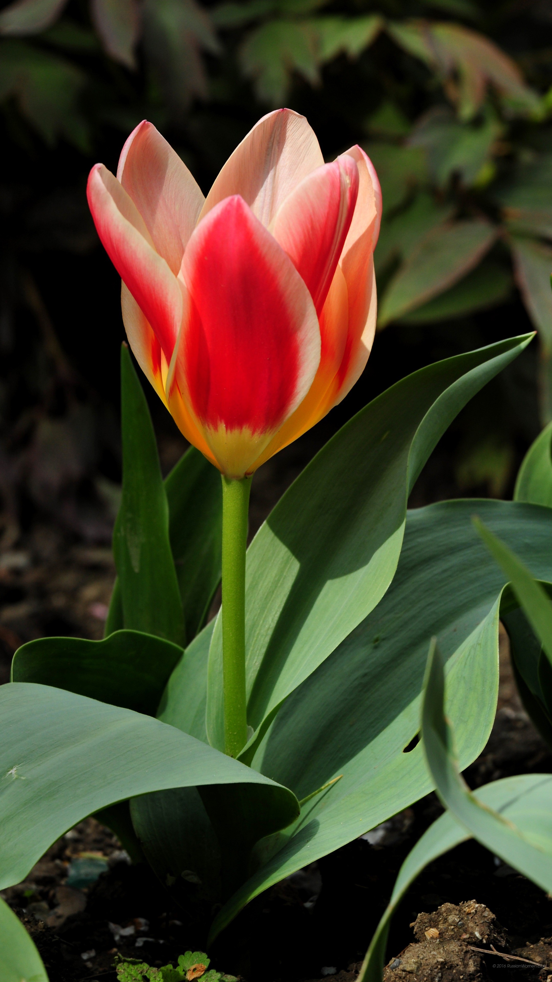 Tulipano, Fiore rosso, Primavera, QHD+, sfondo per smartphone