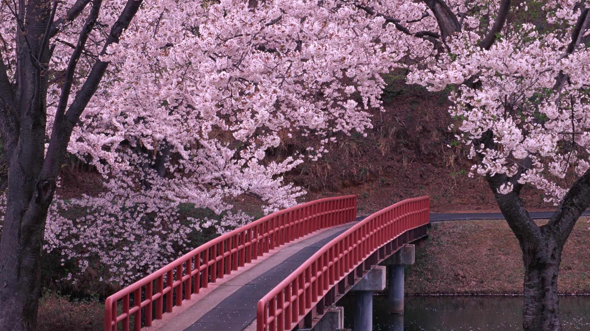 Ciliegi in fiore, Ponte rosso, Giappone, Parco, Full HD, sfondo desktop
