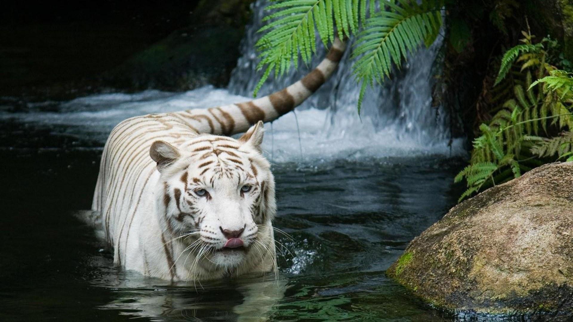 Tigre bianca, Cascata, Acqua, Felci, Full HD, sfondo per portatile