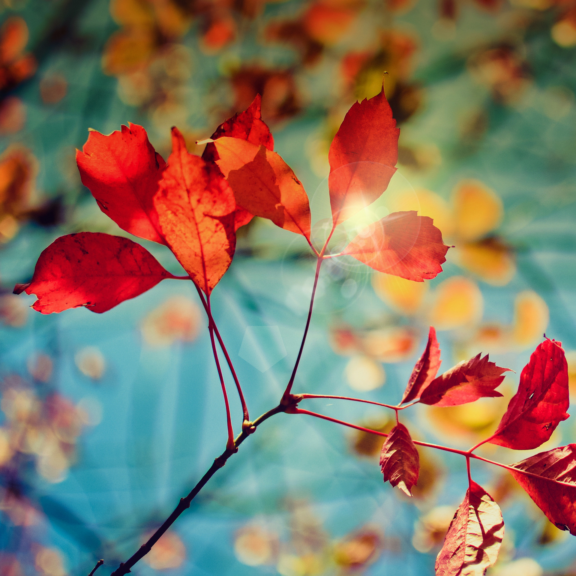 Foglie rosse, Ramo, Autunno, Bokeh, wallpaper Samsung