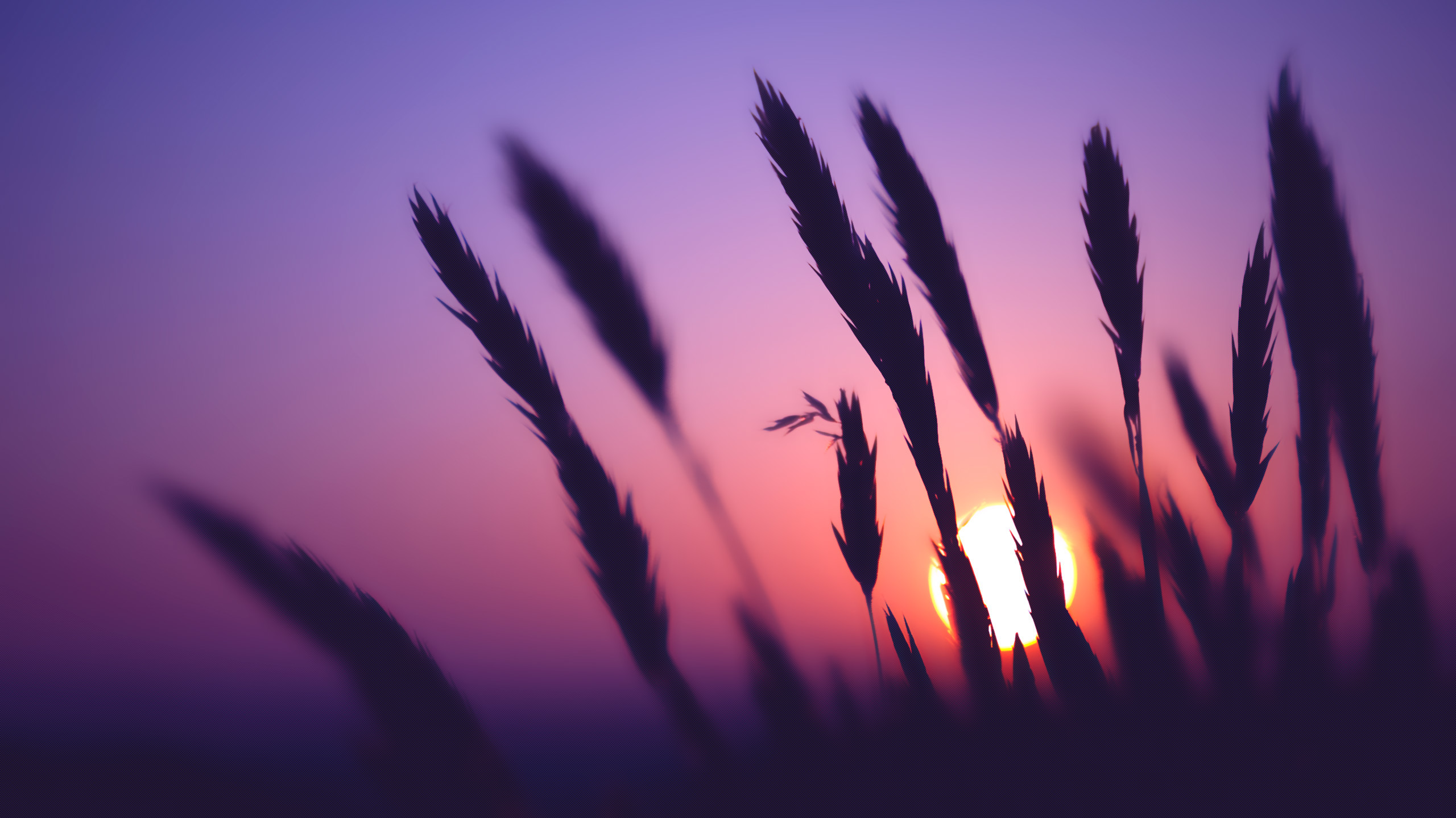 Spighe, Silhouette, Tramonto, Viola, 2K, sfondo Windows 11