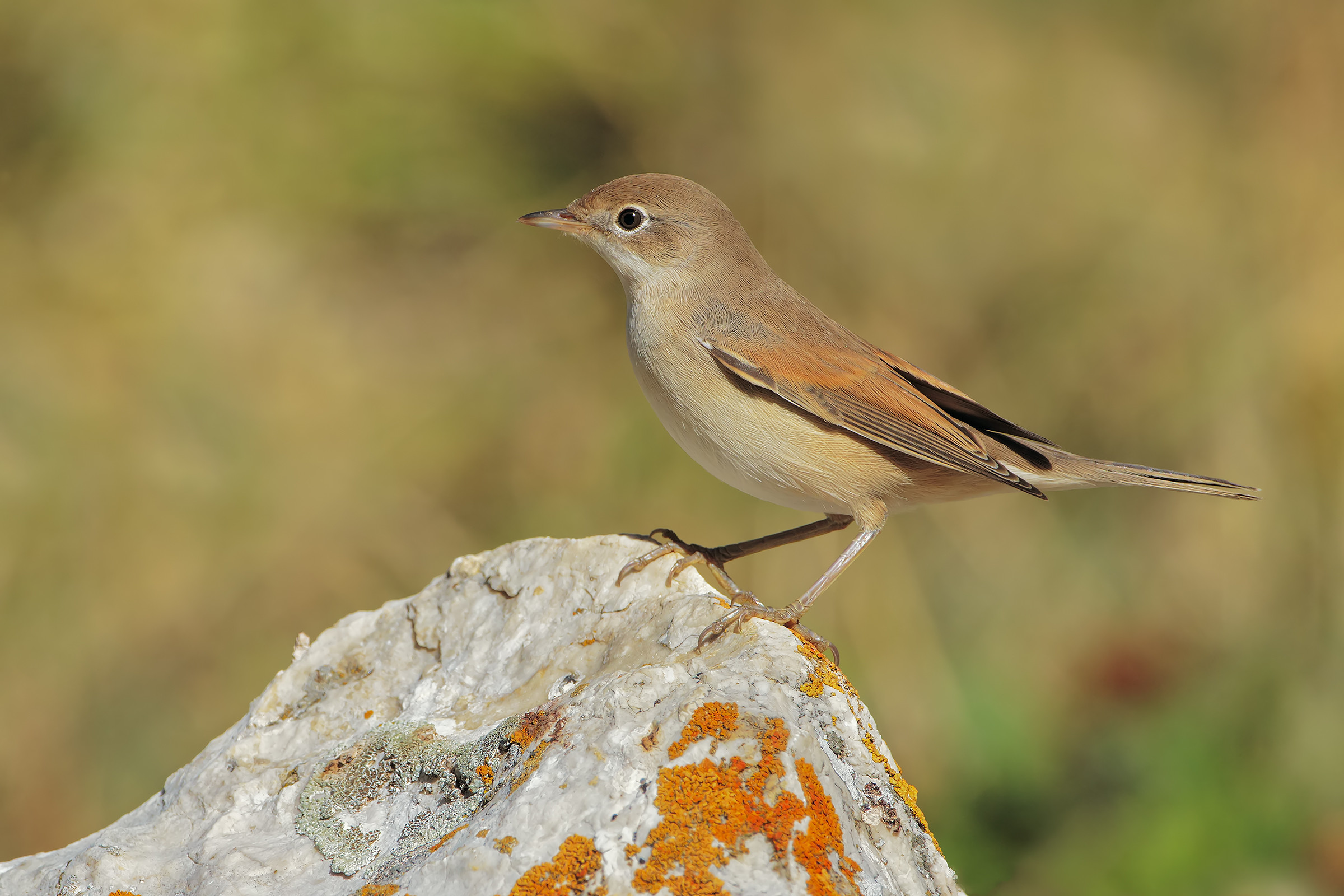 Uccello, Sterpazzola, Roccia, Sfocato, Full HD, wallpaper per PC