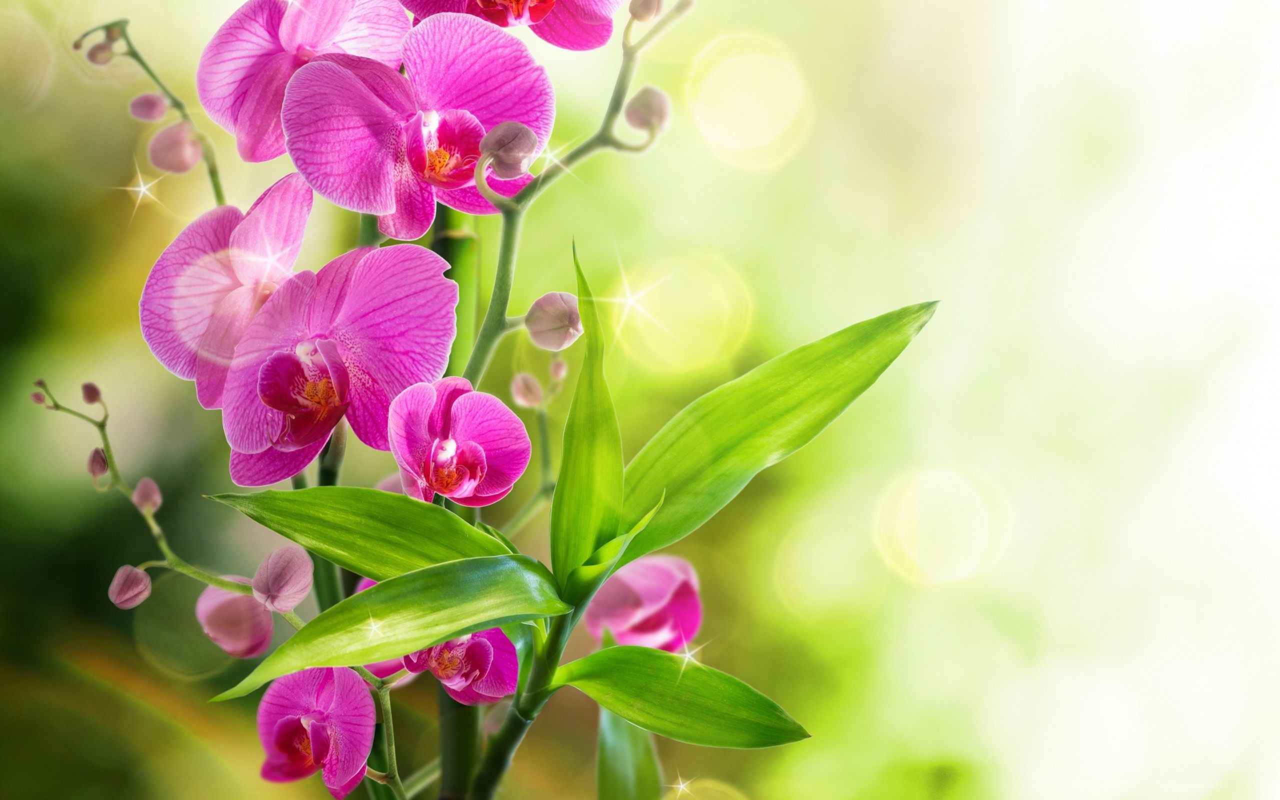 Orchidee, Fiori fucsia, Bokeh, 2560x1600, sfondo per PC