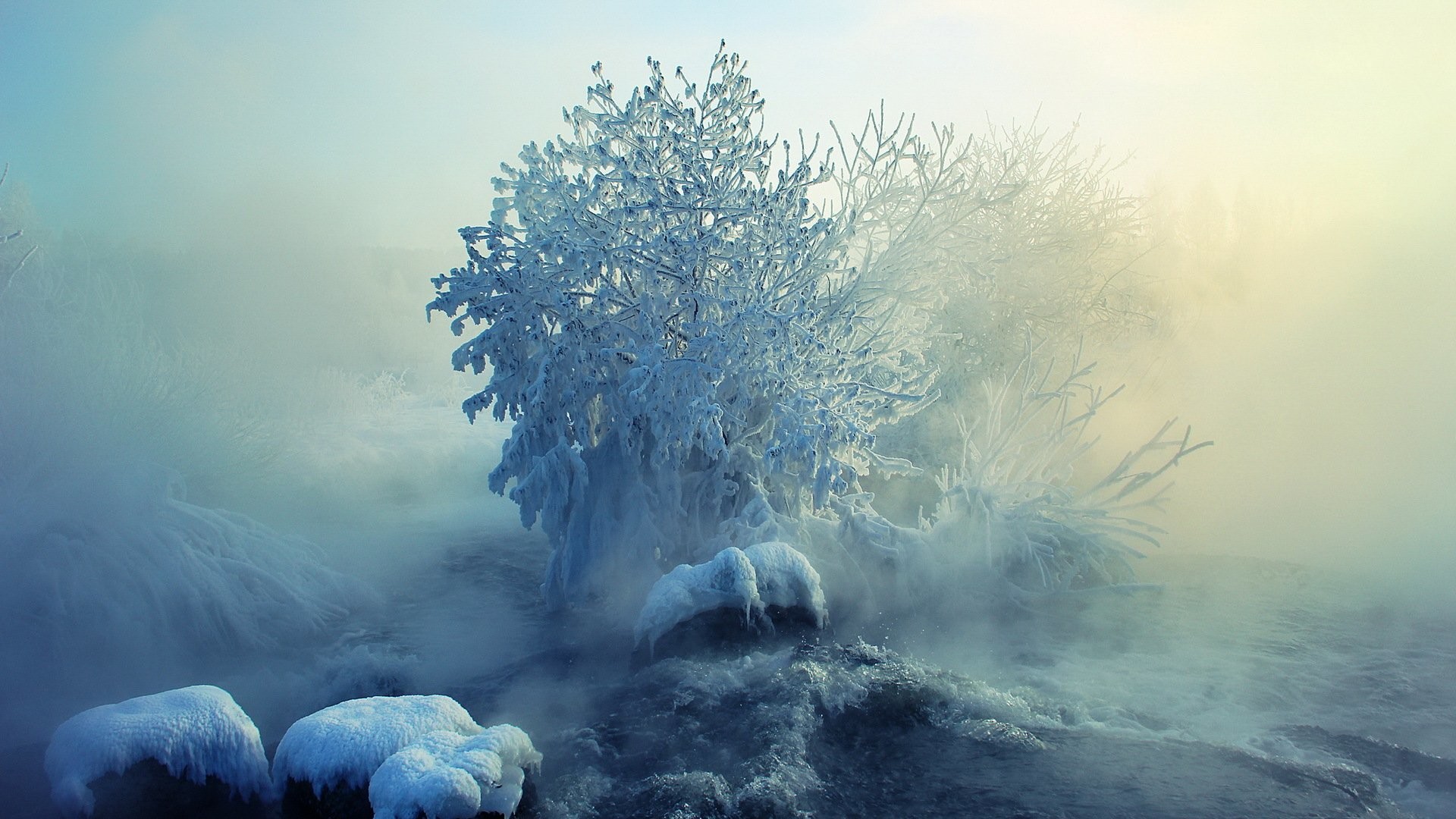 Albero ghiacciato, Brina, Nebbia, Inverno, Full HD, wallpaper desktop