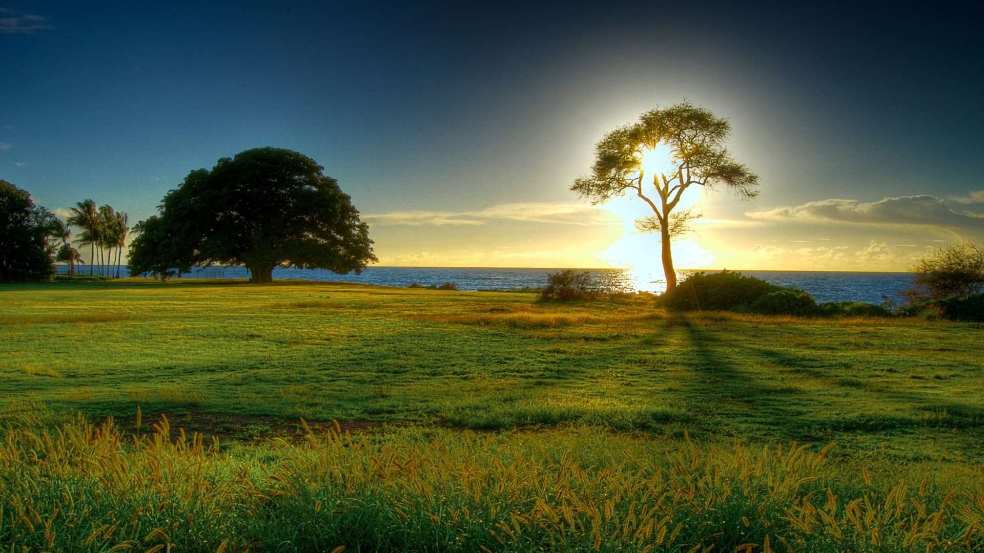 Alberi, Tramonto, Prato, Mare, Full HD 1080p, sfondo desktop