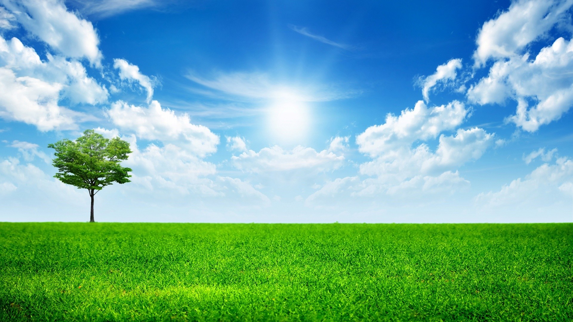 Albero solitario, Prato verde, Sole, Cielo azzurro, 1920x1080, immagine di sfondo