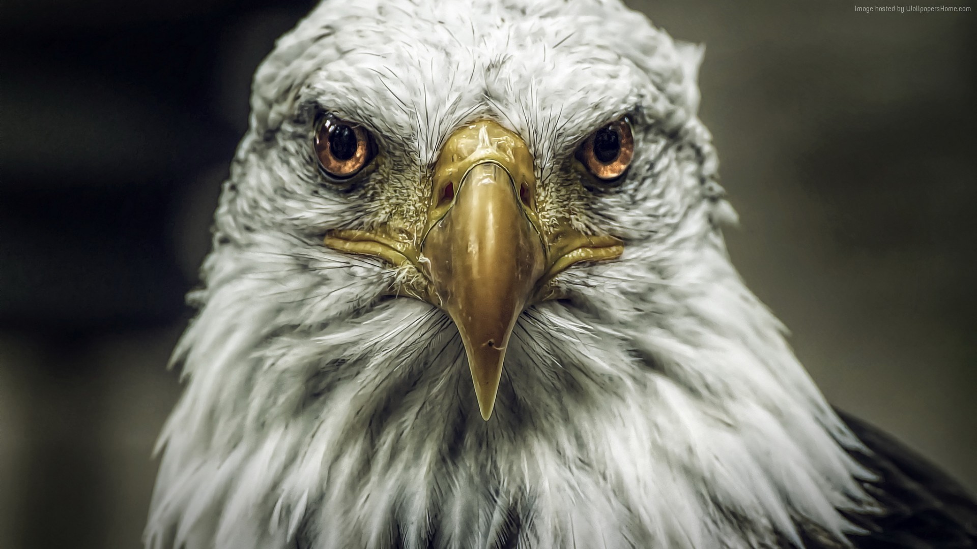 Aquila calva, Sguardo frontale, Primo piano, 16:9 Full HD, sfondo widescreen