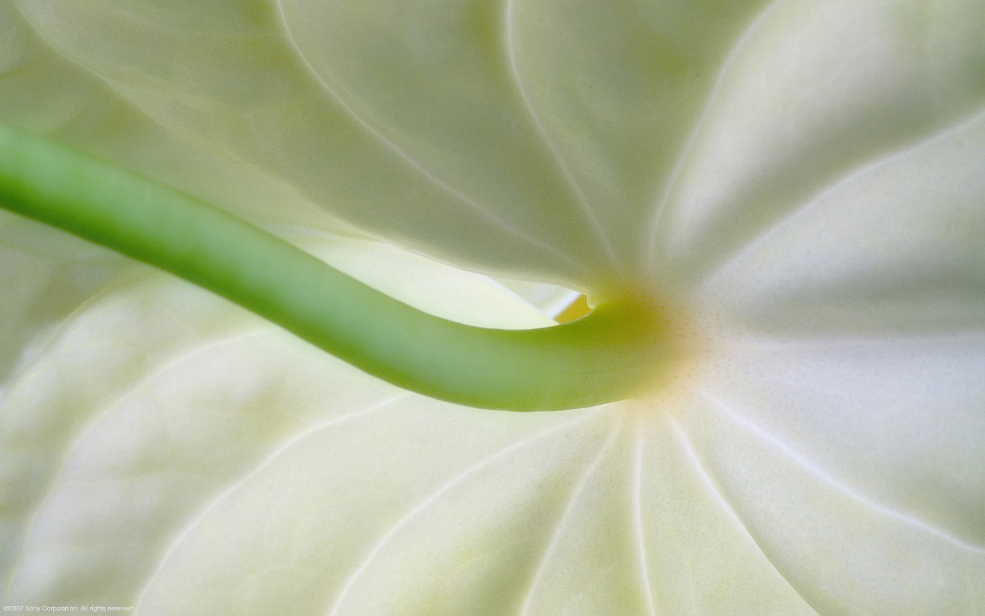 Fiore bianco, Macro, Minimalista, Full HD, sfondo per PC