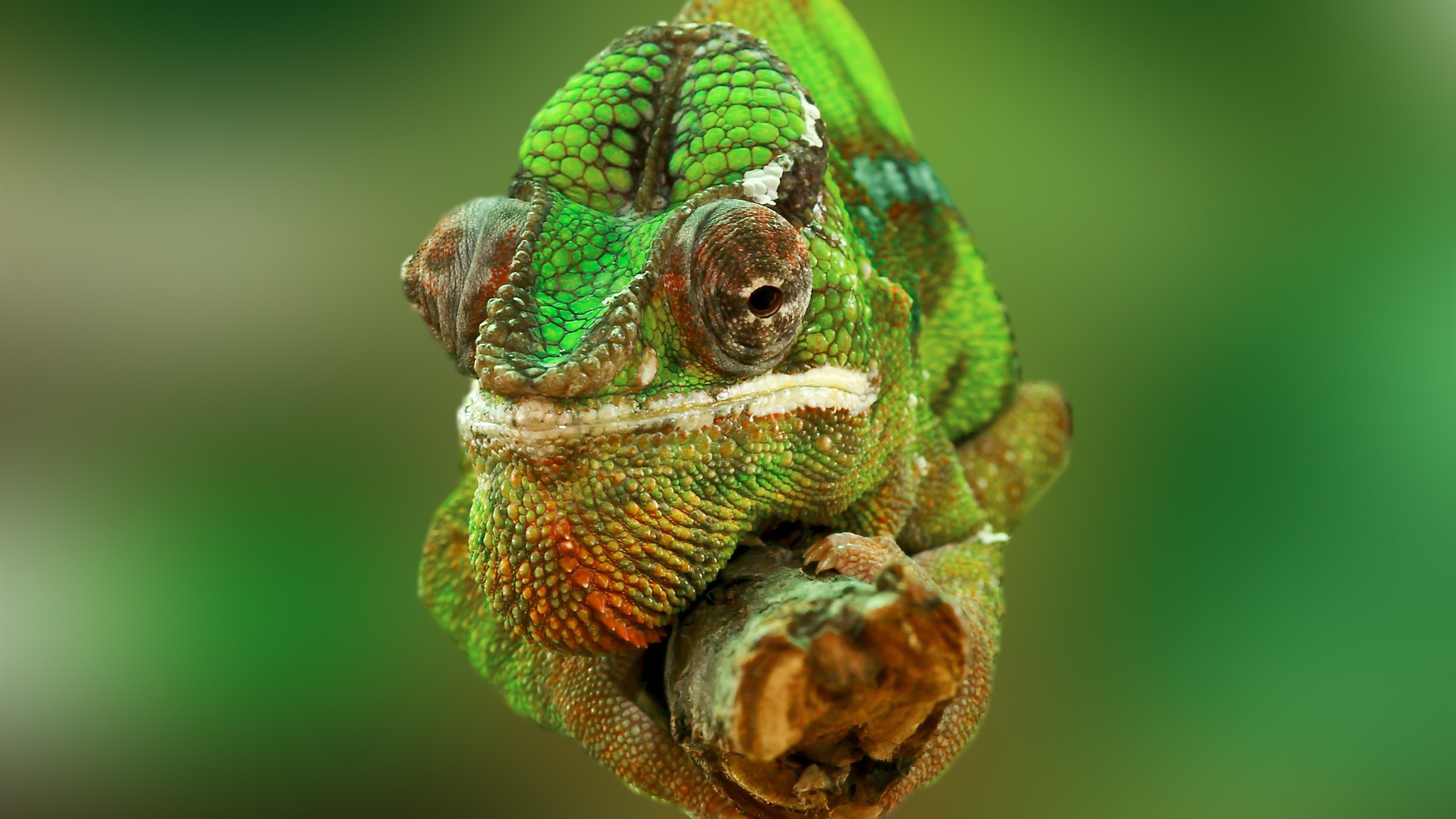 Camaleonte, Ramo, Verde, Macro, 3840x2160, sfondo per PC