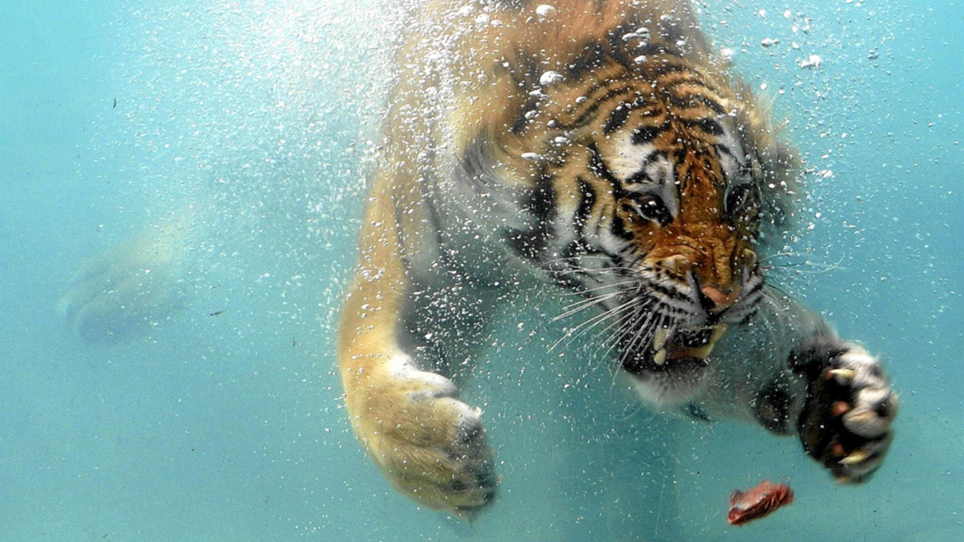 Tigre, Subacqueo, Nuoto, Acqua turchese, Full HD, sfondo per portatile