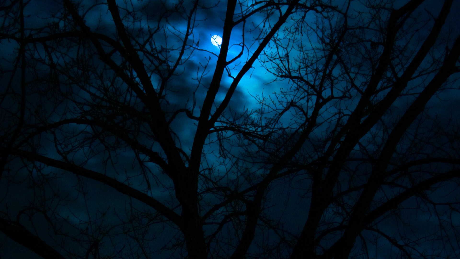 Rami spogli, Luna, Notte, Blu, Full HD, sfondo desktop