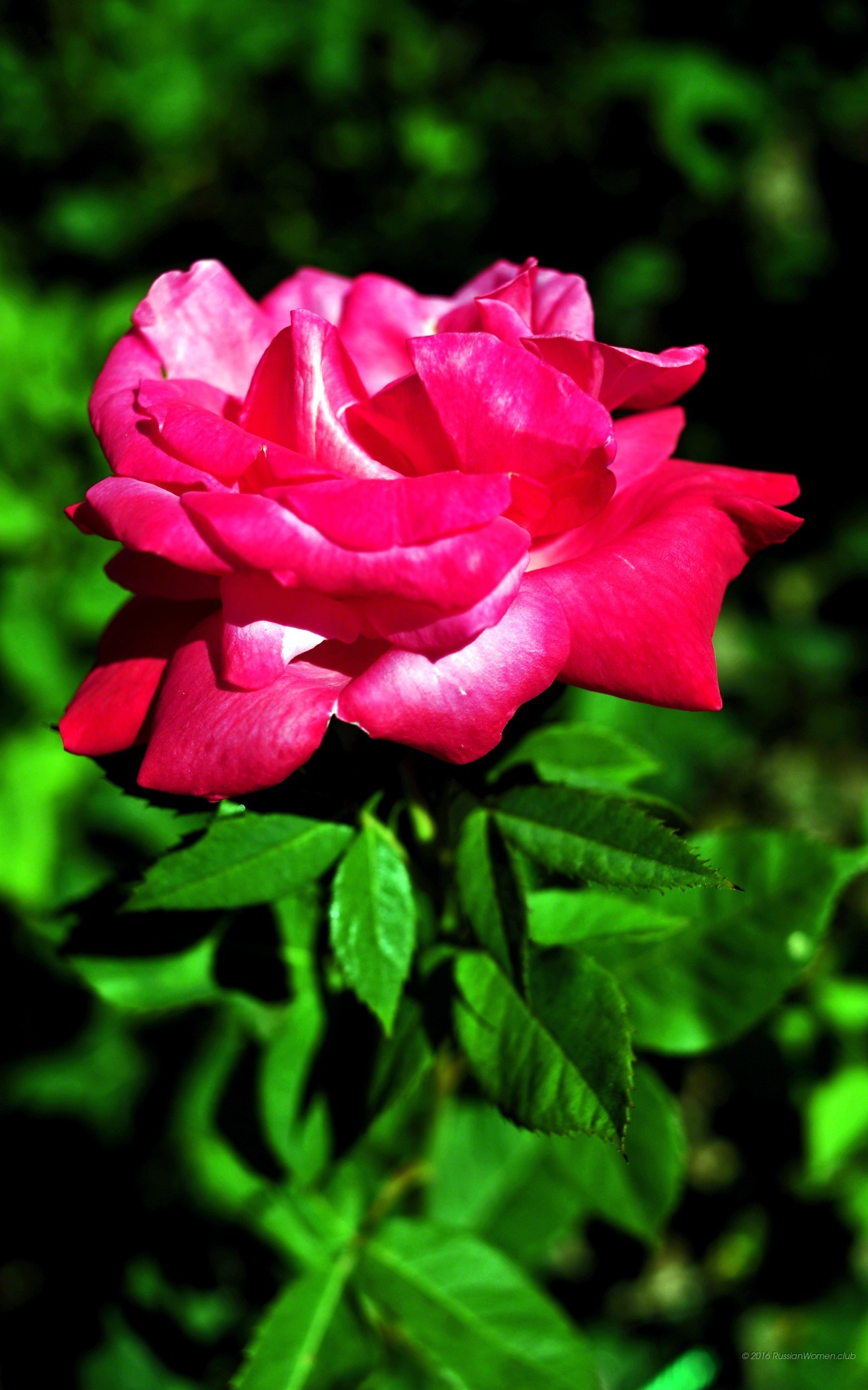 Rosa, Fiore, Rosa intenso, QHD+, sfondo verticale per cellulare