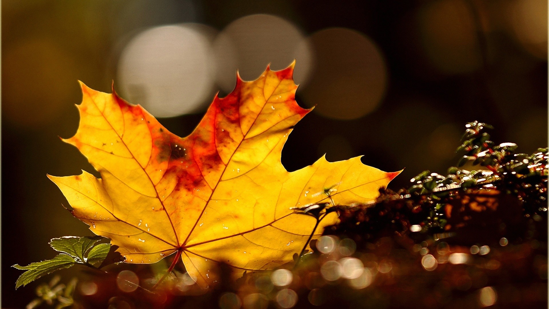 Foglia d'acero, Bokeh, Giallo, Macro, Full HD, sfondo per PC e portatile