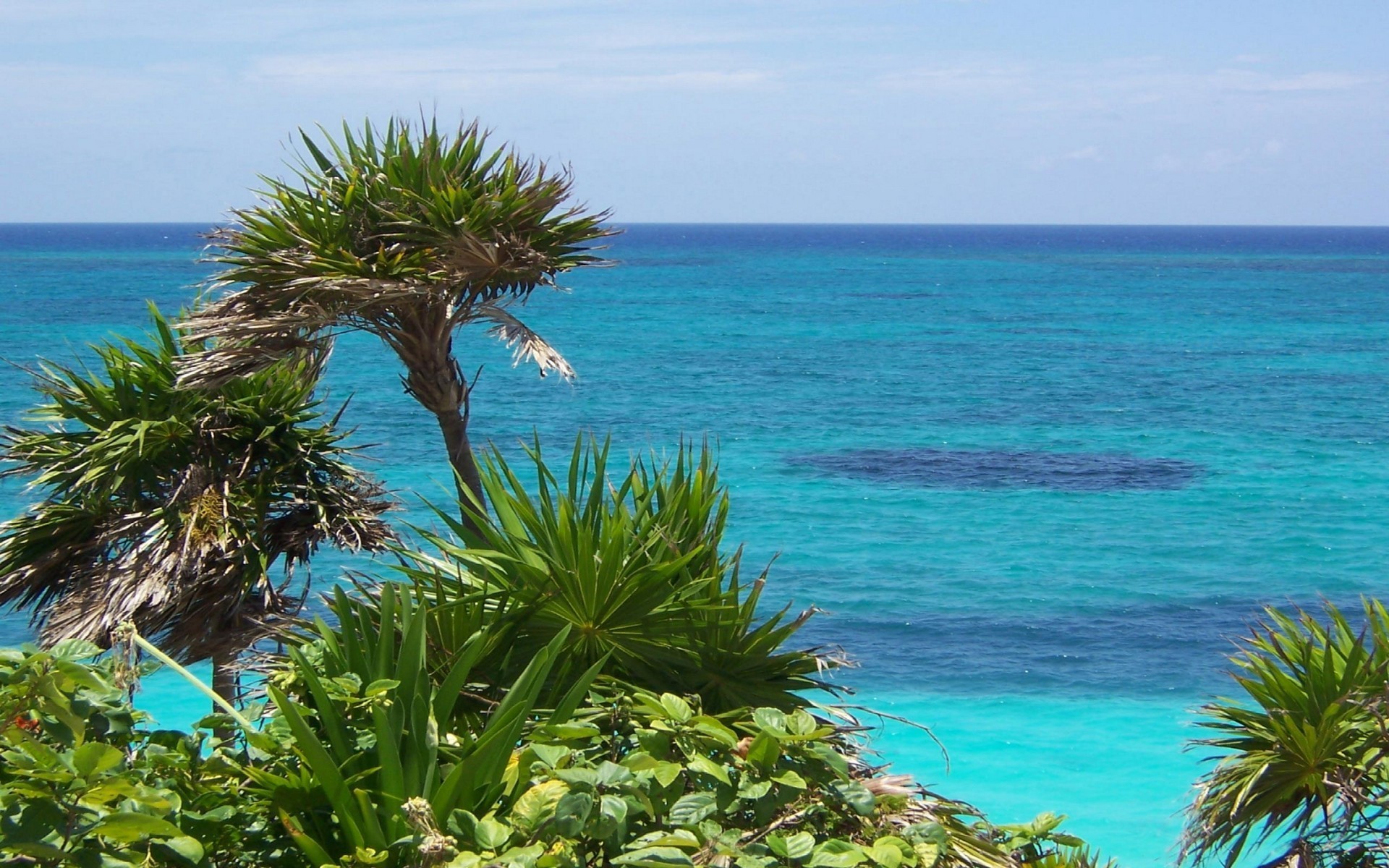 Mar dei Caraibi, Palme, Acqua turchese, Vegetazione tropicale, Orizzonte, sfondo Windows 11