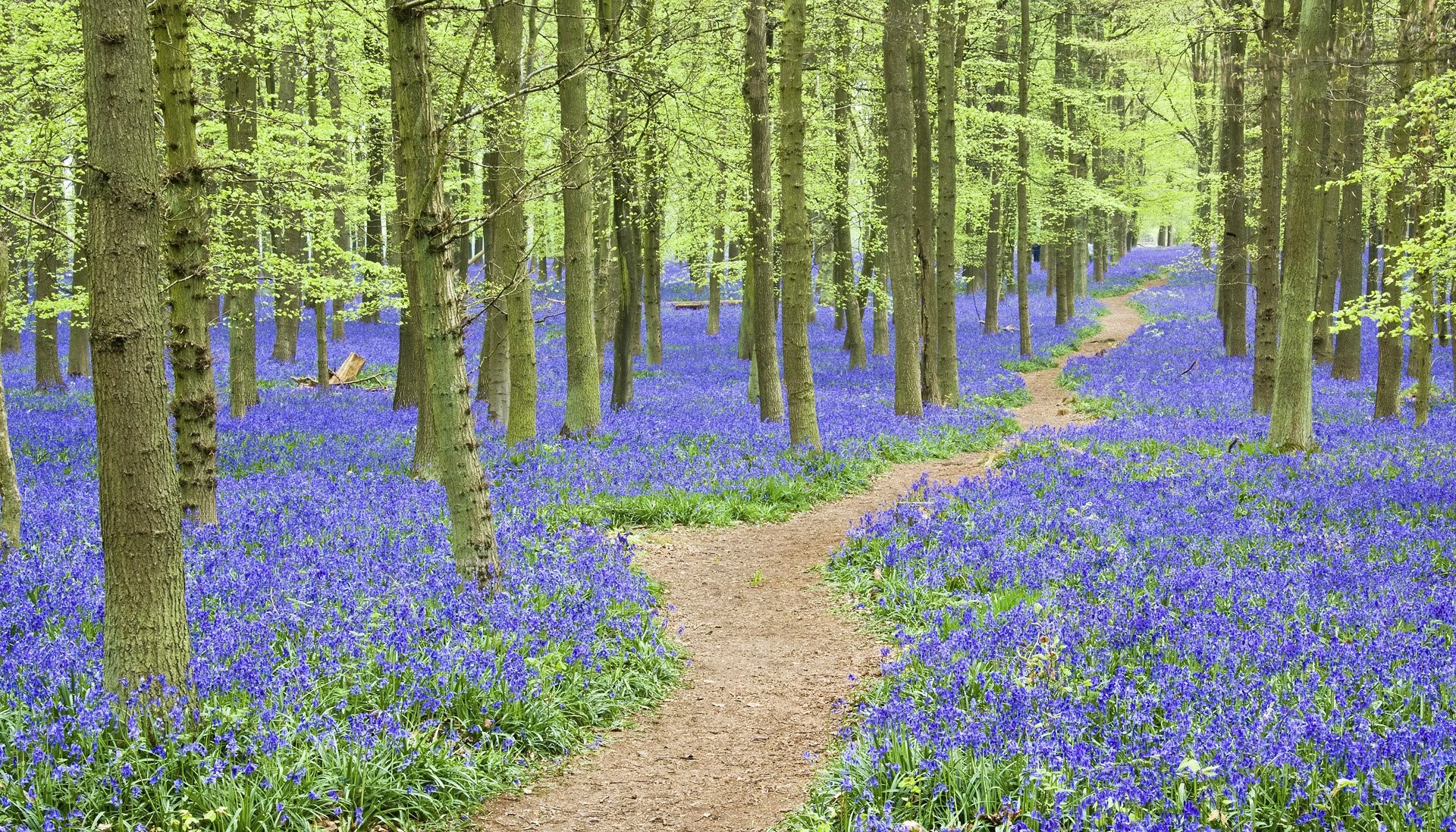 Bosco di giacinti, Sentiero, Fiori viola, Faggeta, Full HD, sfondo per PC