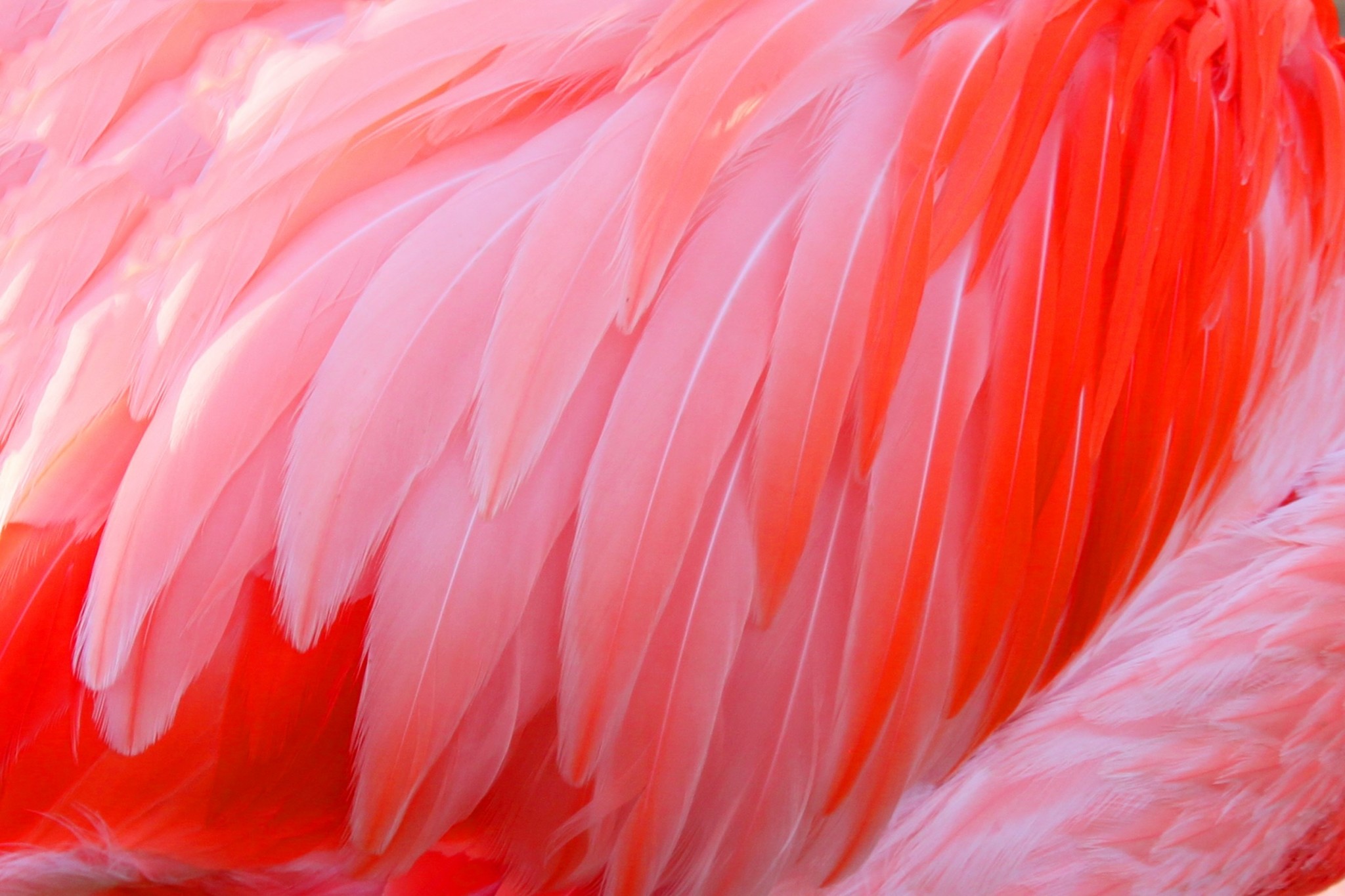 Piume di fenicottero, Primo piano, Rosa, Macro, Full HD, wallpaper desktop