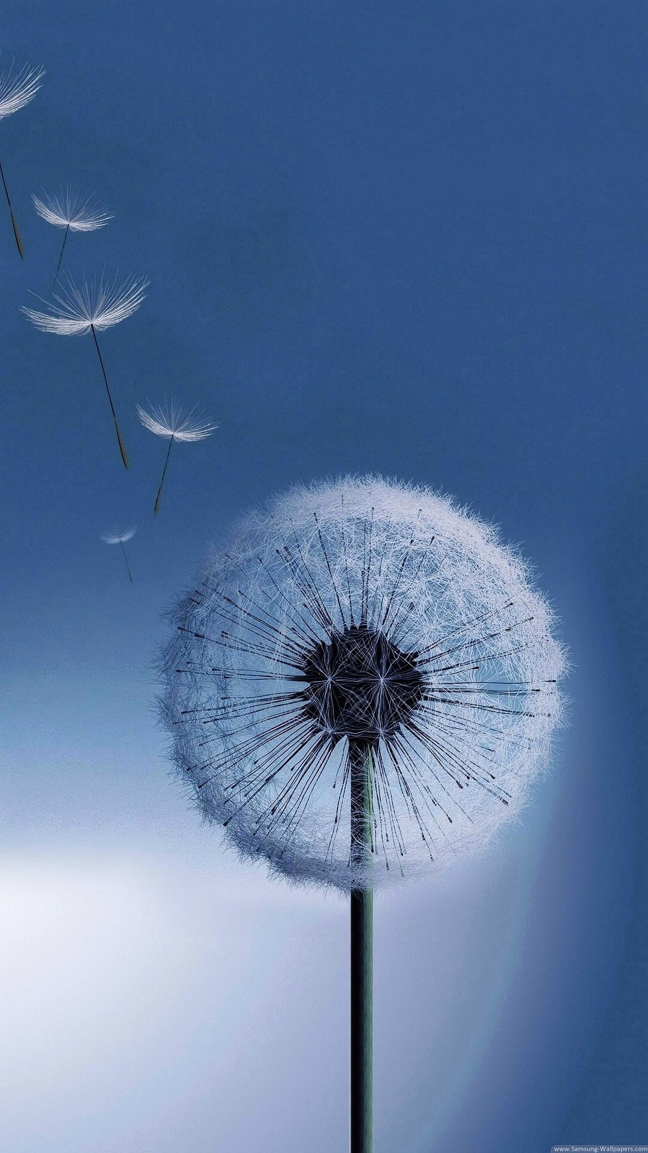 Samsung Galaxy S3, Soffione, Sfondo blu, QHD+, wallpaper per smartphone
