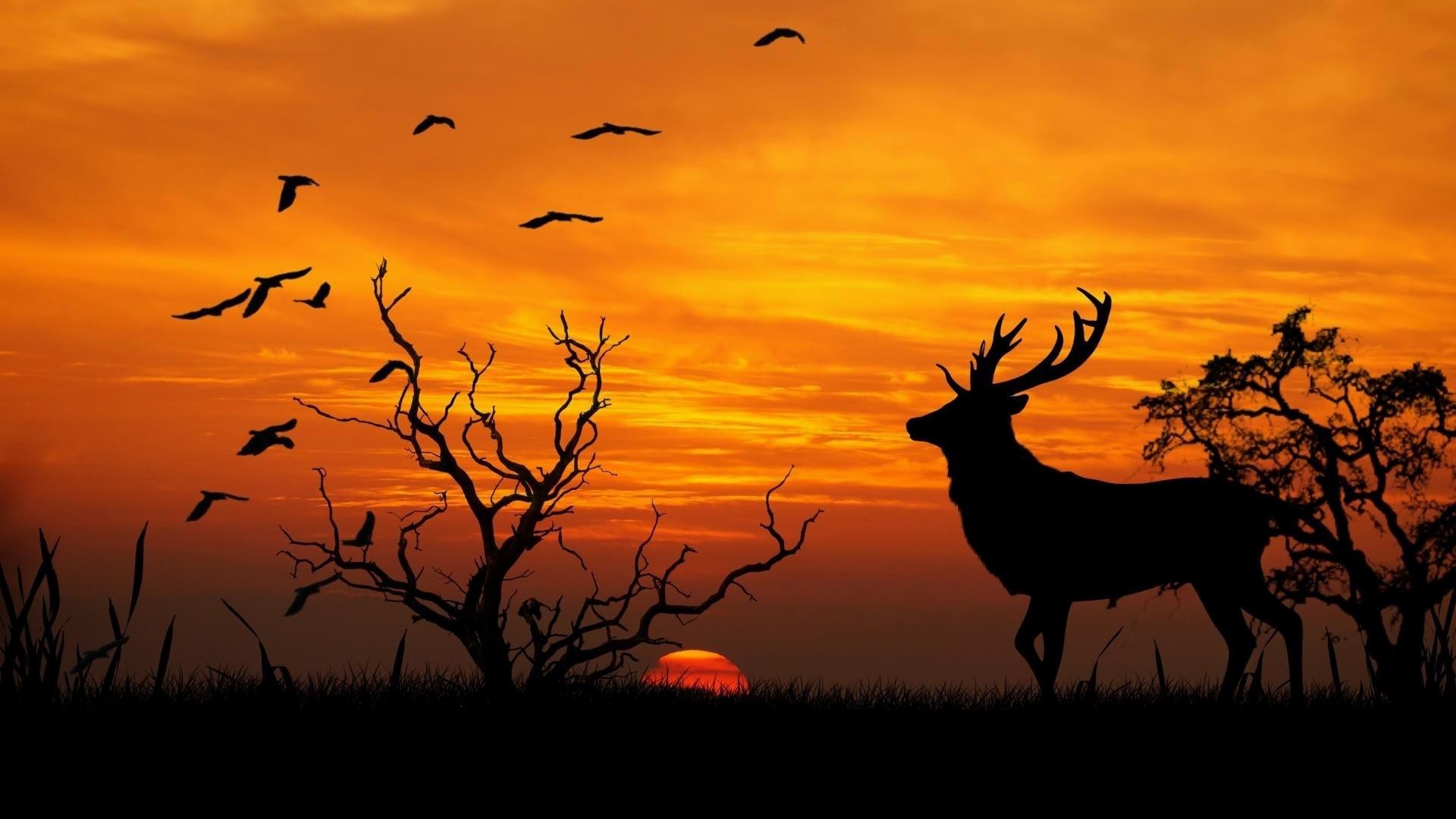 Cervo, Silhouette, Tramonto, Stormo di uccelli, Albero spoglio, Full HD, sfondo per PC