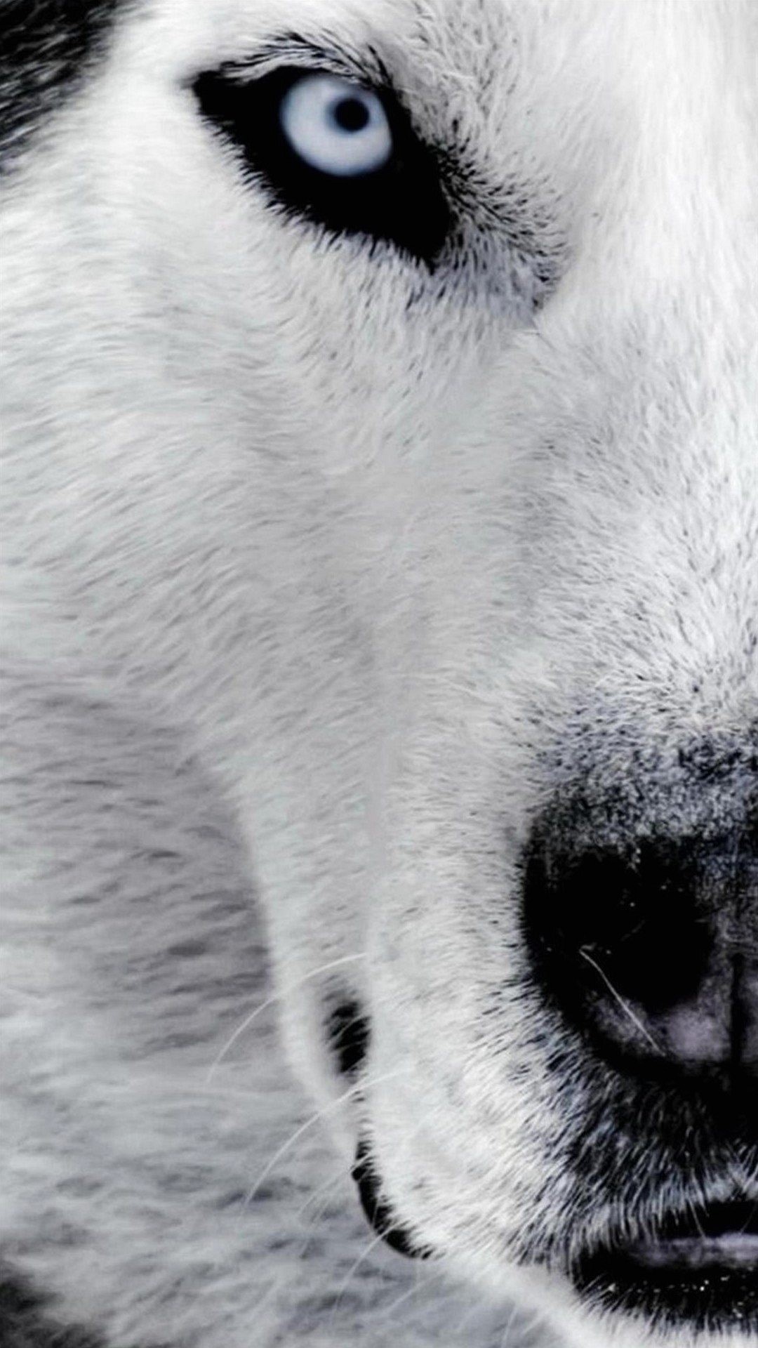 Husky, Lupo, Occhio azzurro, Primo piano, Full HD, wallpaper per smartphone