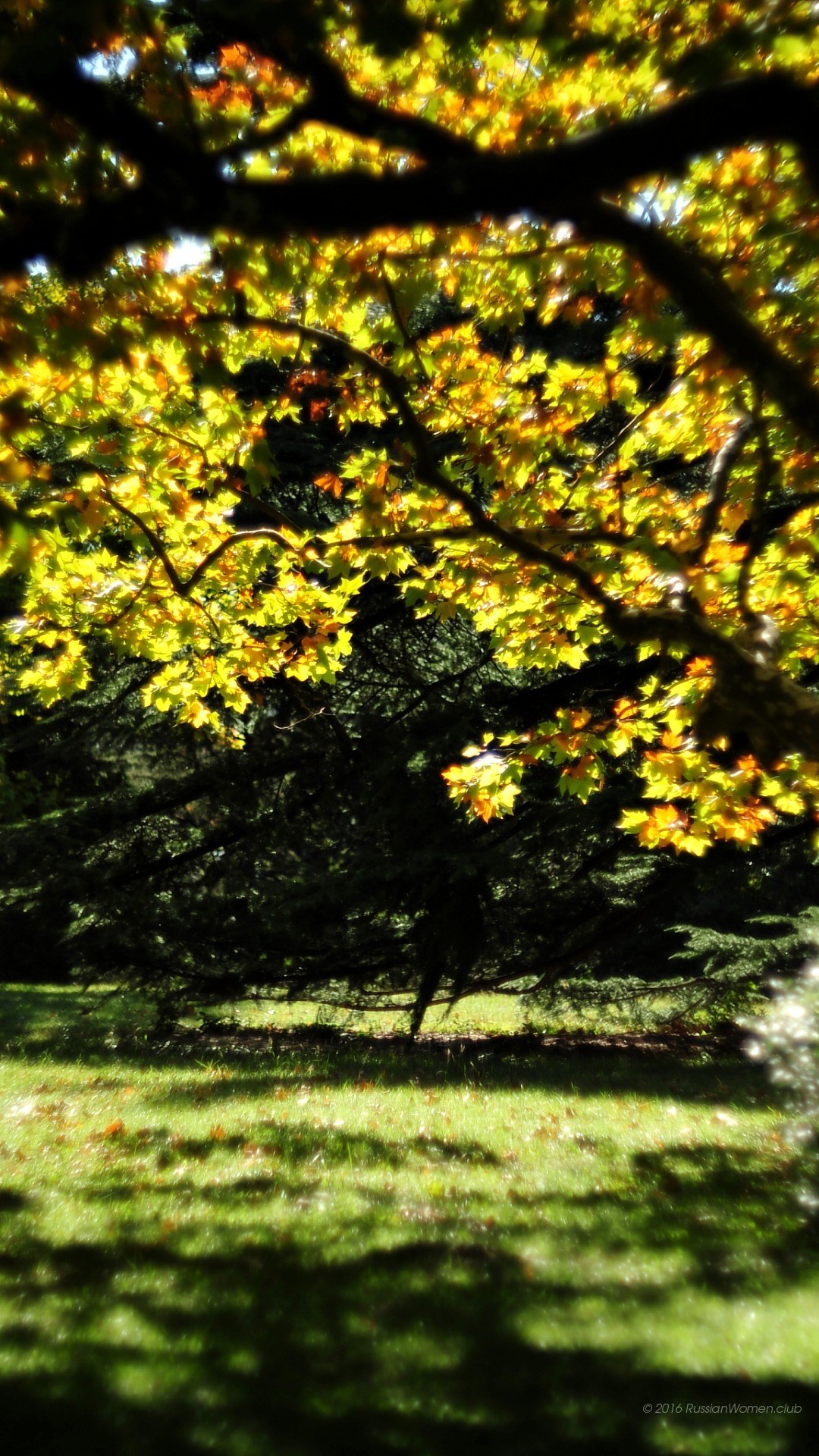 Albero, Foglie, Prato, Luce del sole, Full HD, sfondo per smartphone