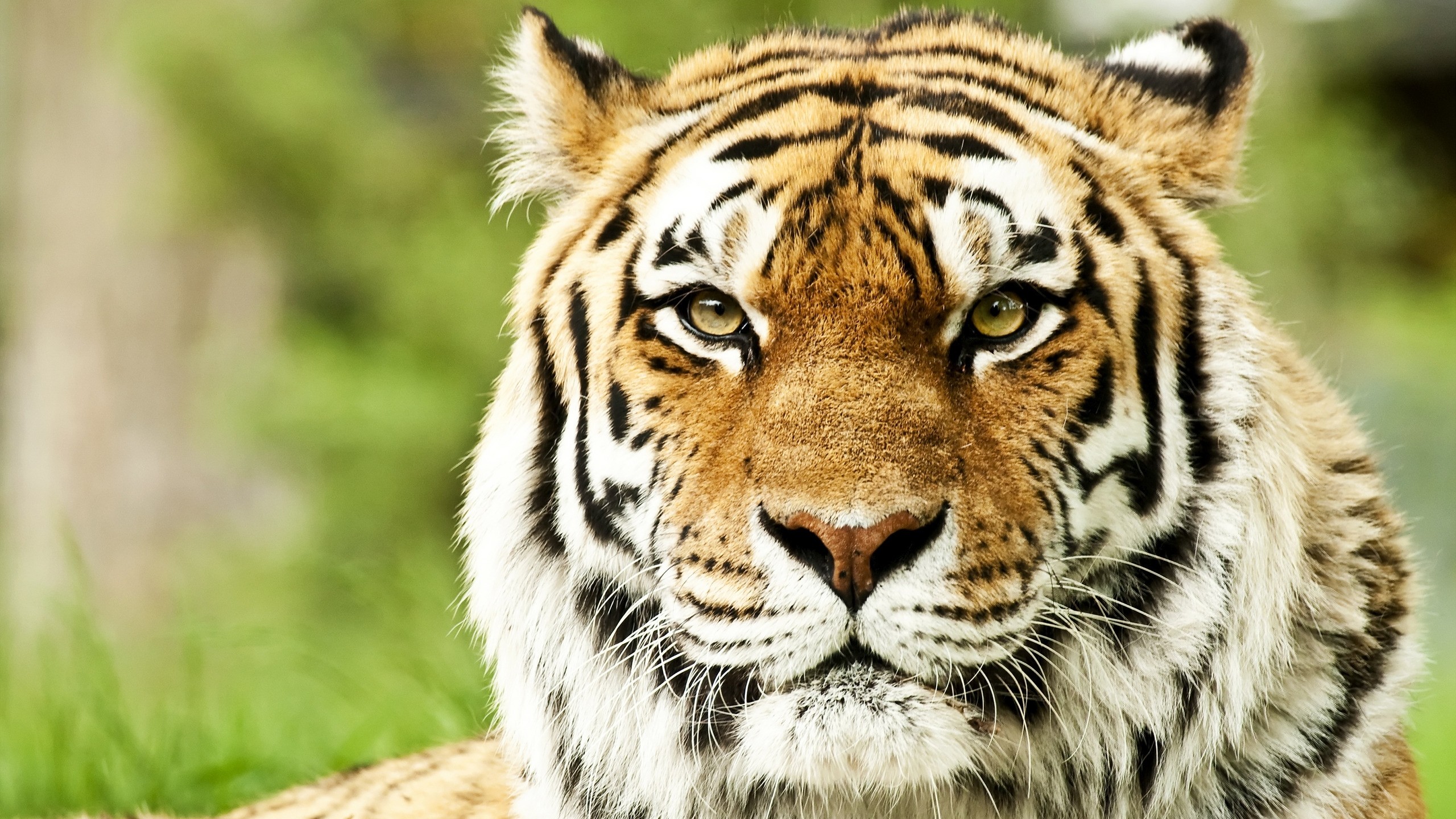 Tigre, Muso, Primo piano, Verde, 2560x1440, sfondo per PC
