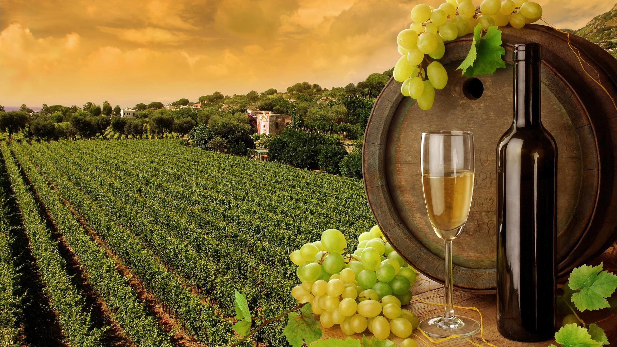 Vigneto, Botte, Bottiglia di vino, Vino bianco, Uva, Campagna, 16:9 2K, sfondo widescreen