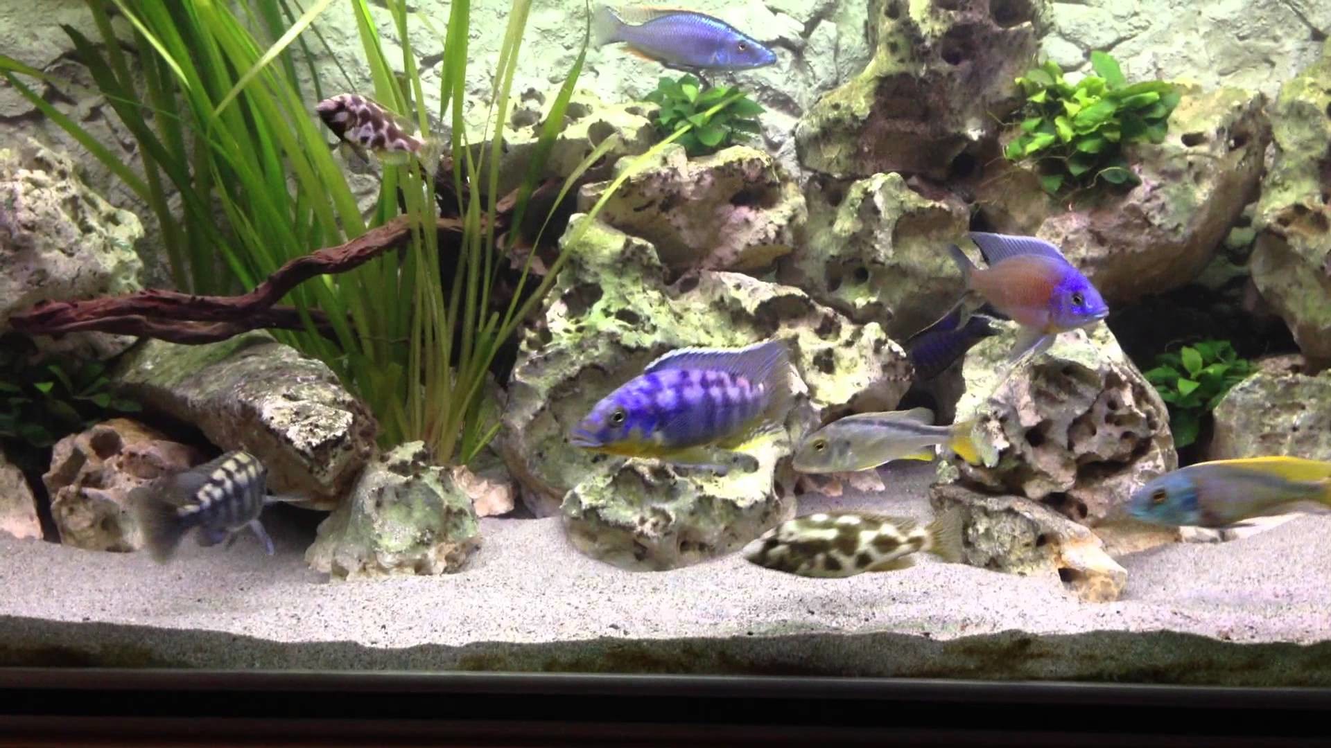 Acquario, Ciclidi del Malawi, Rocce, Piante, Full HD, wallpaper desktop