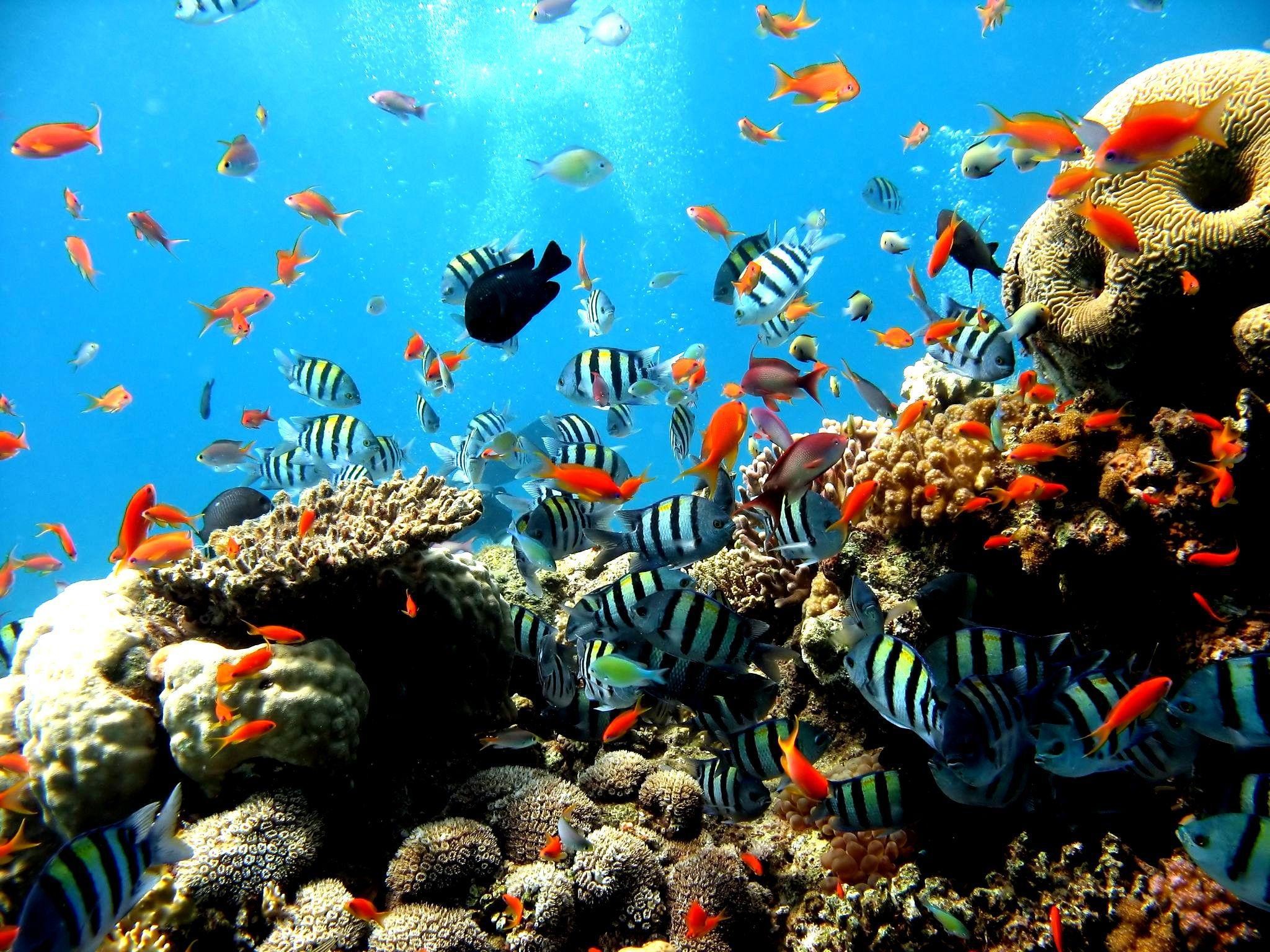Barriera corallina, Pesci tropicali, Anthias, Sott'acqua, sfondo per iPad e tablet