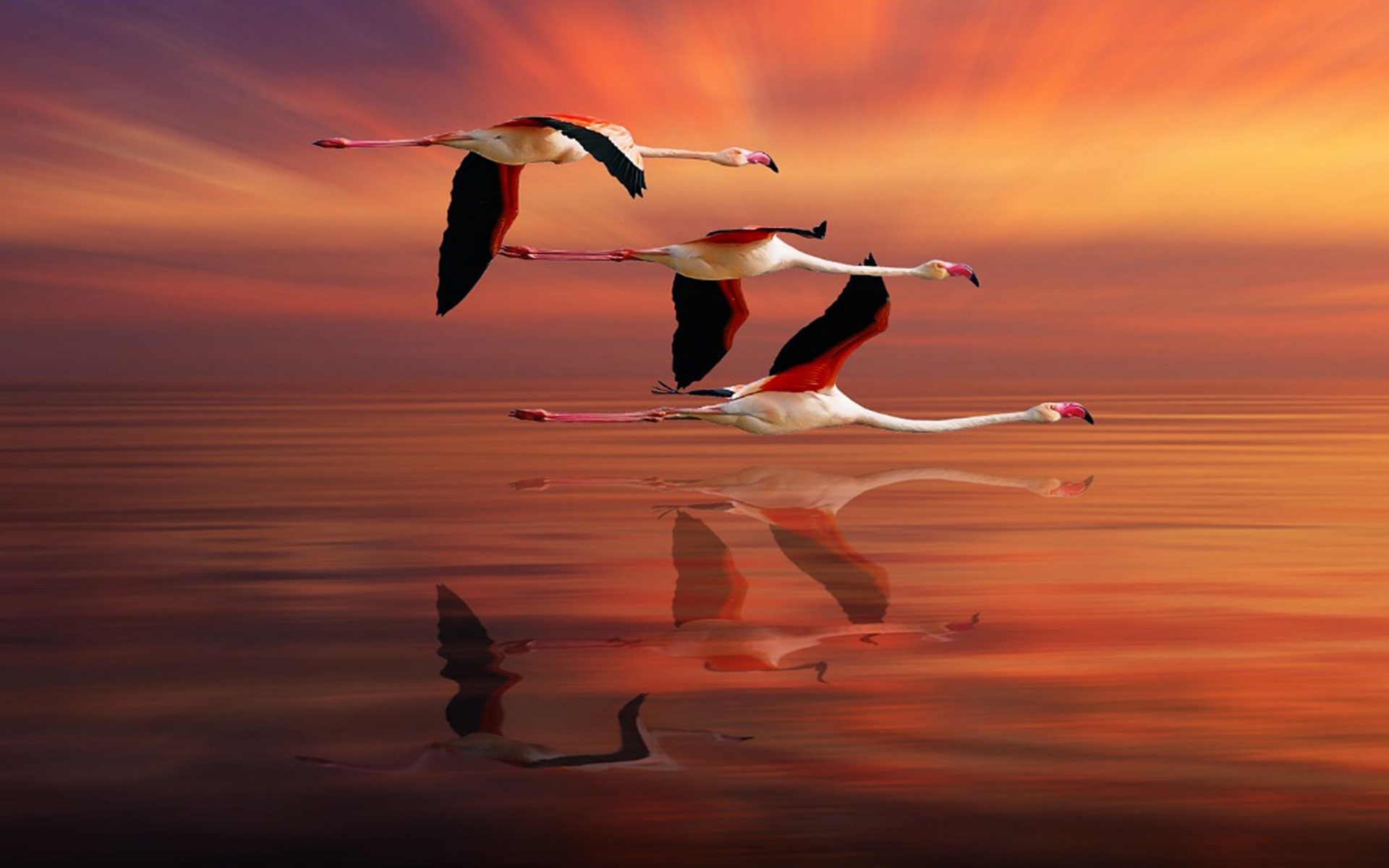 Fenicotteri, Volo, Tramonto, Riflesso, 1920x1200, sfondo MacBook Pro