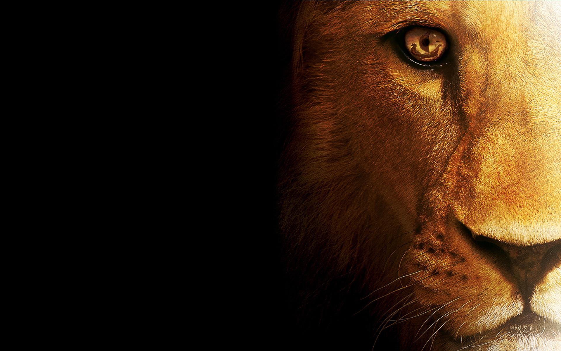 Leone, Occhio, Primo piano, Sfondo nero, 16:10 Full HD, wallpaper widescreen