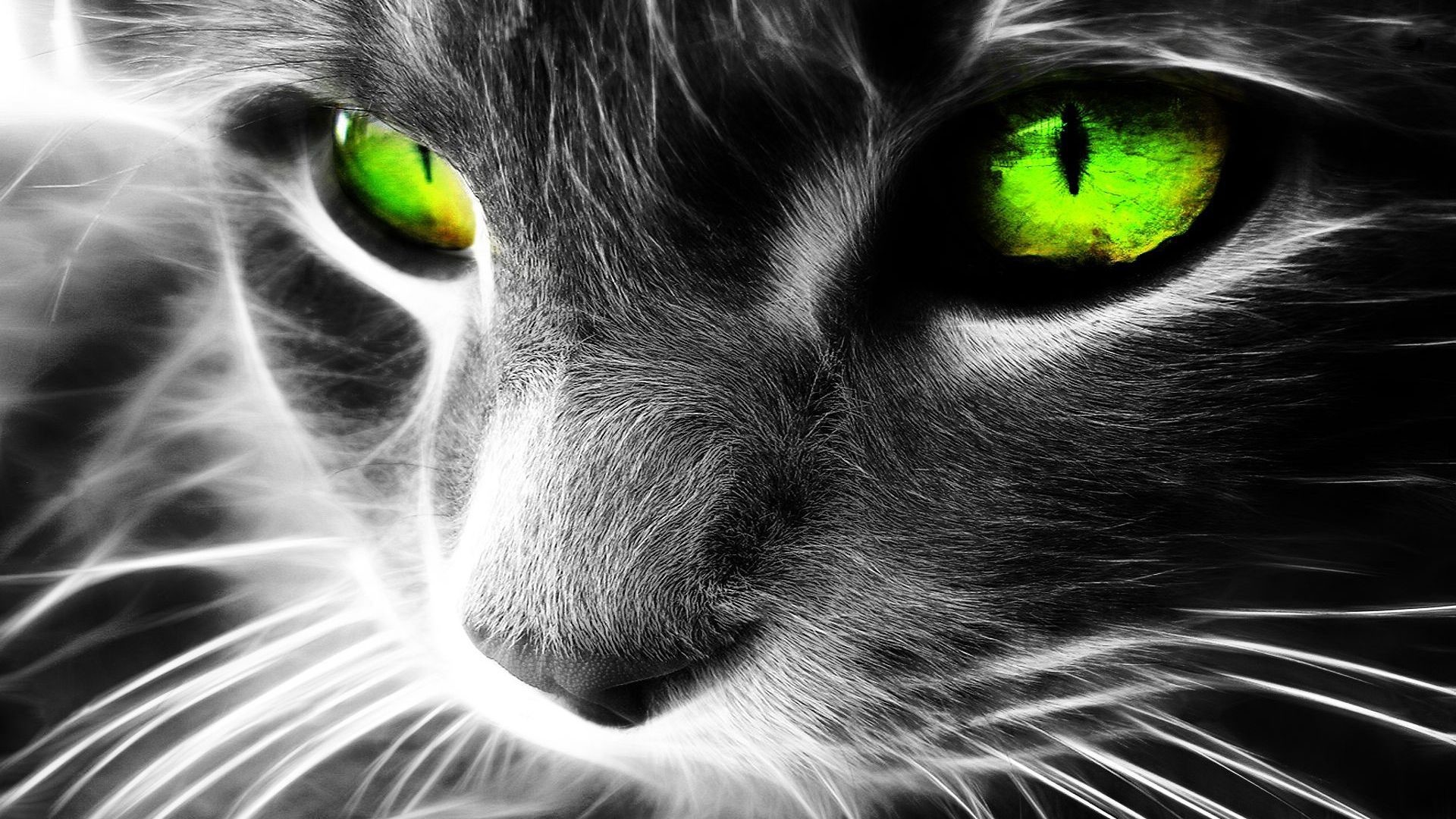 Gatto, Occhi verdi, Arte frattale, Primo piano, Bianco e nero, Full HD, sfondo per PC e portatile