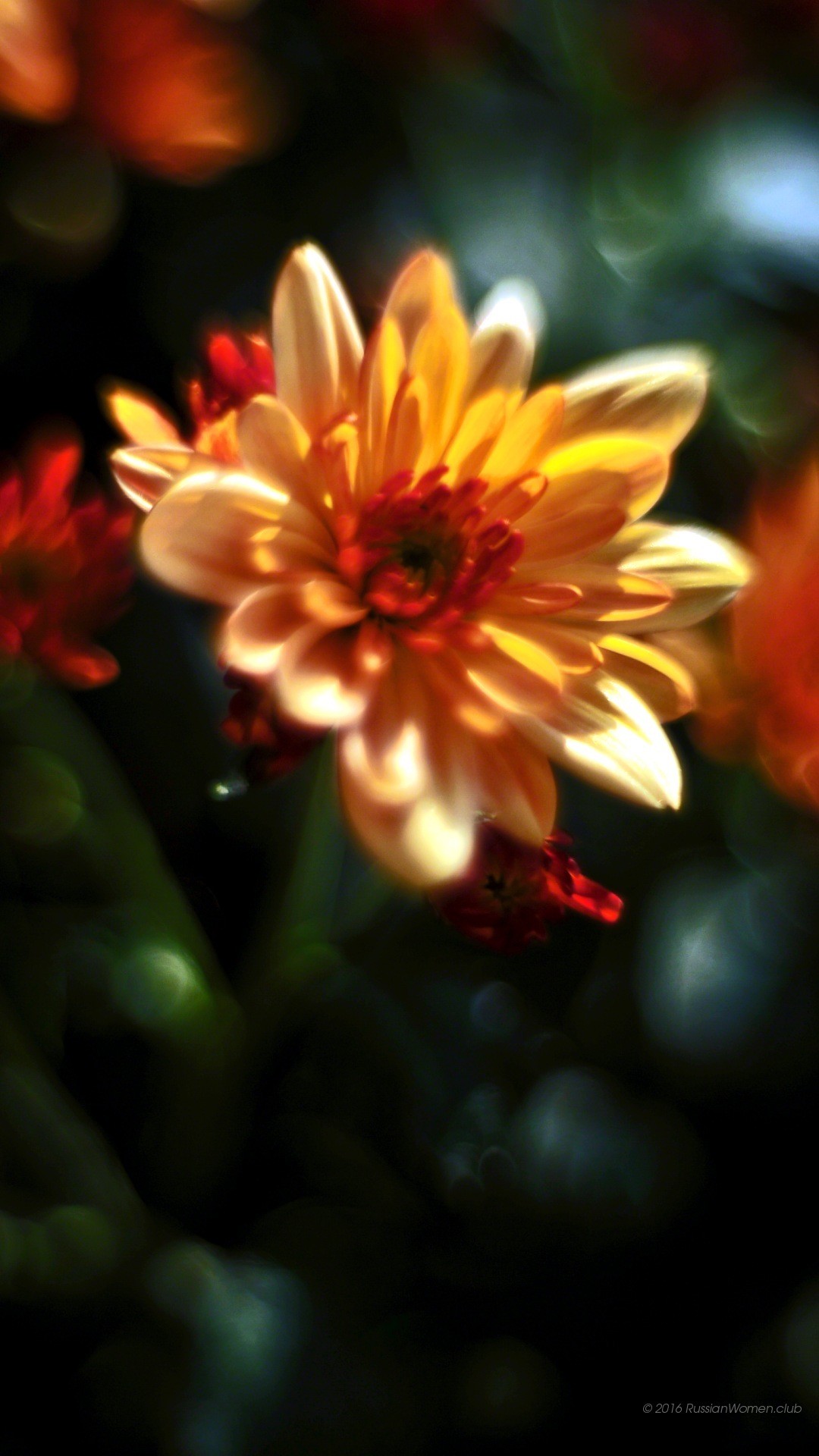 Fiore, Crisantemo, Arancione, Macro, sfondo Huawei P8 Full HD