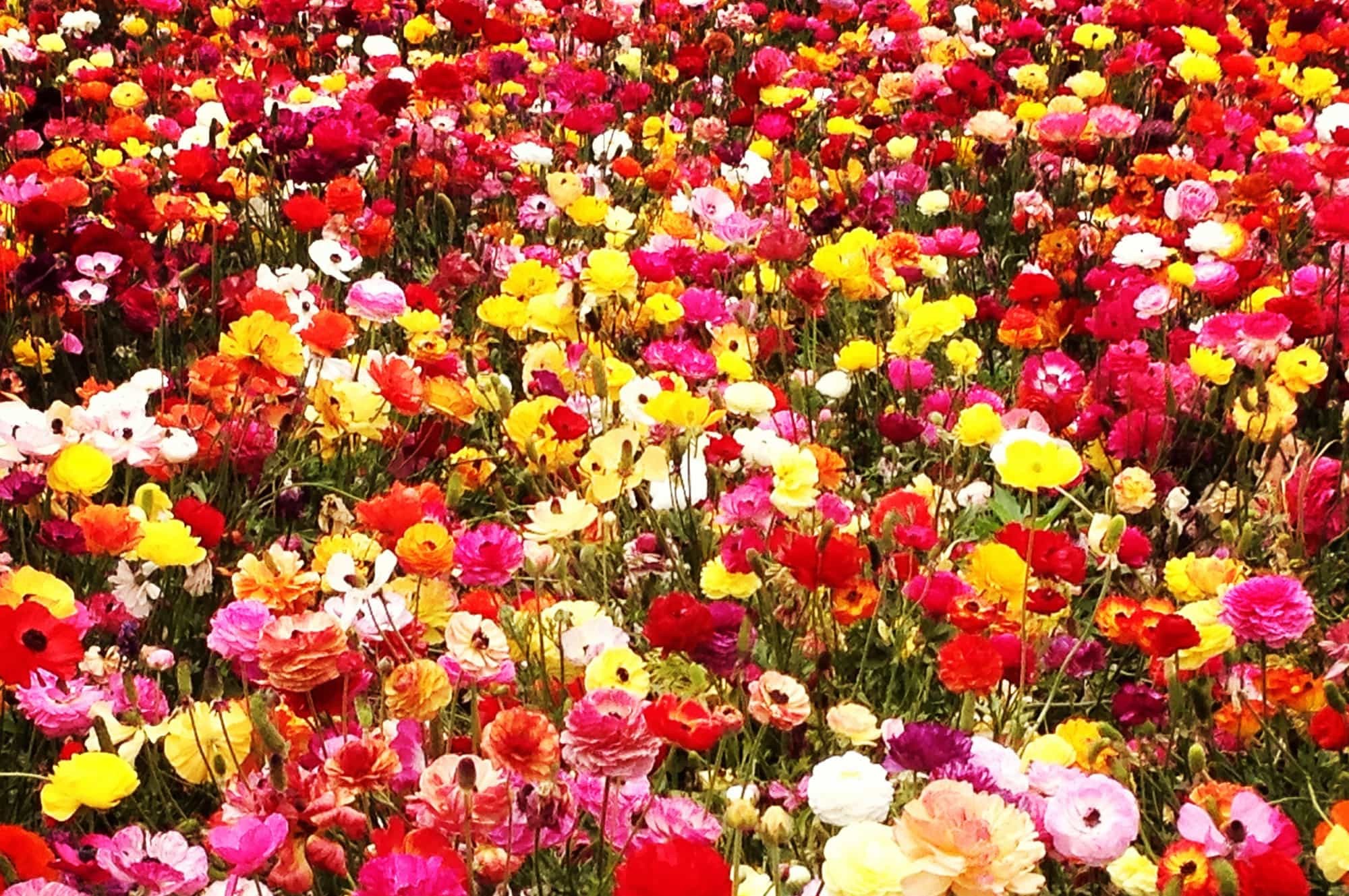 Ranuncoli, Campo fiorito, Colorato, Primavera, Full HD, sfondo Windows 11