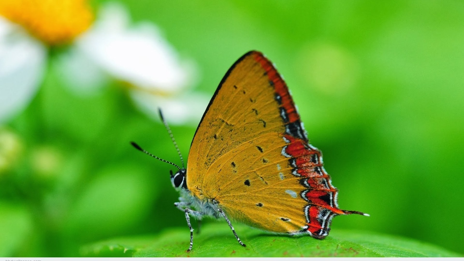 Farfalla, Macro, Verde, Bokeh, Full HD, sfondo Windows 11
