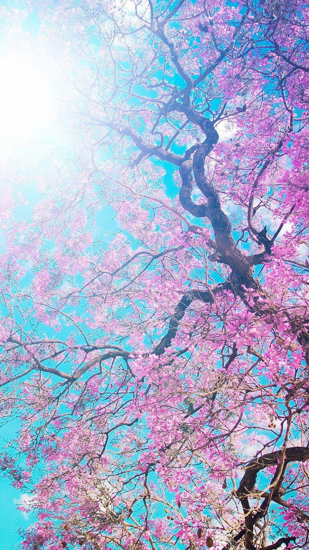 Ciliegio in fiore, Sakura, Rosa, Cielo, Full HD, schermata di blocco iPhone 6