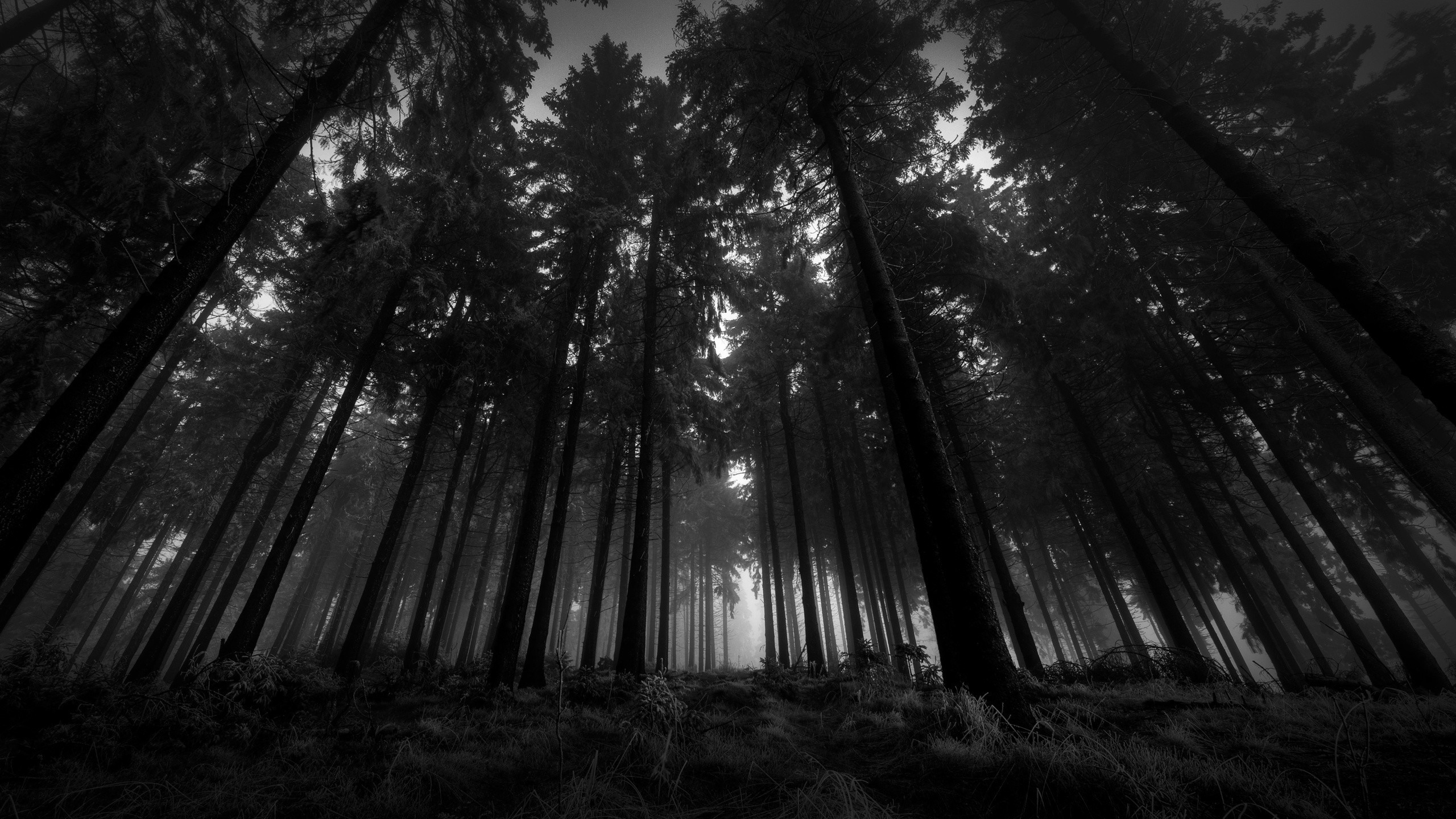 Foresta, Alberi alti, Bianco e nero, Vista dal basso, 2K, sfondo per portatile