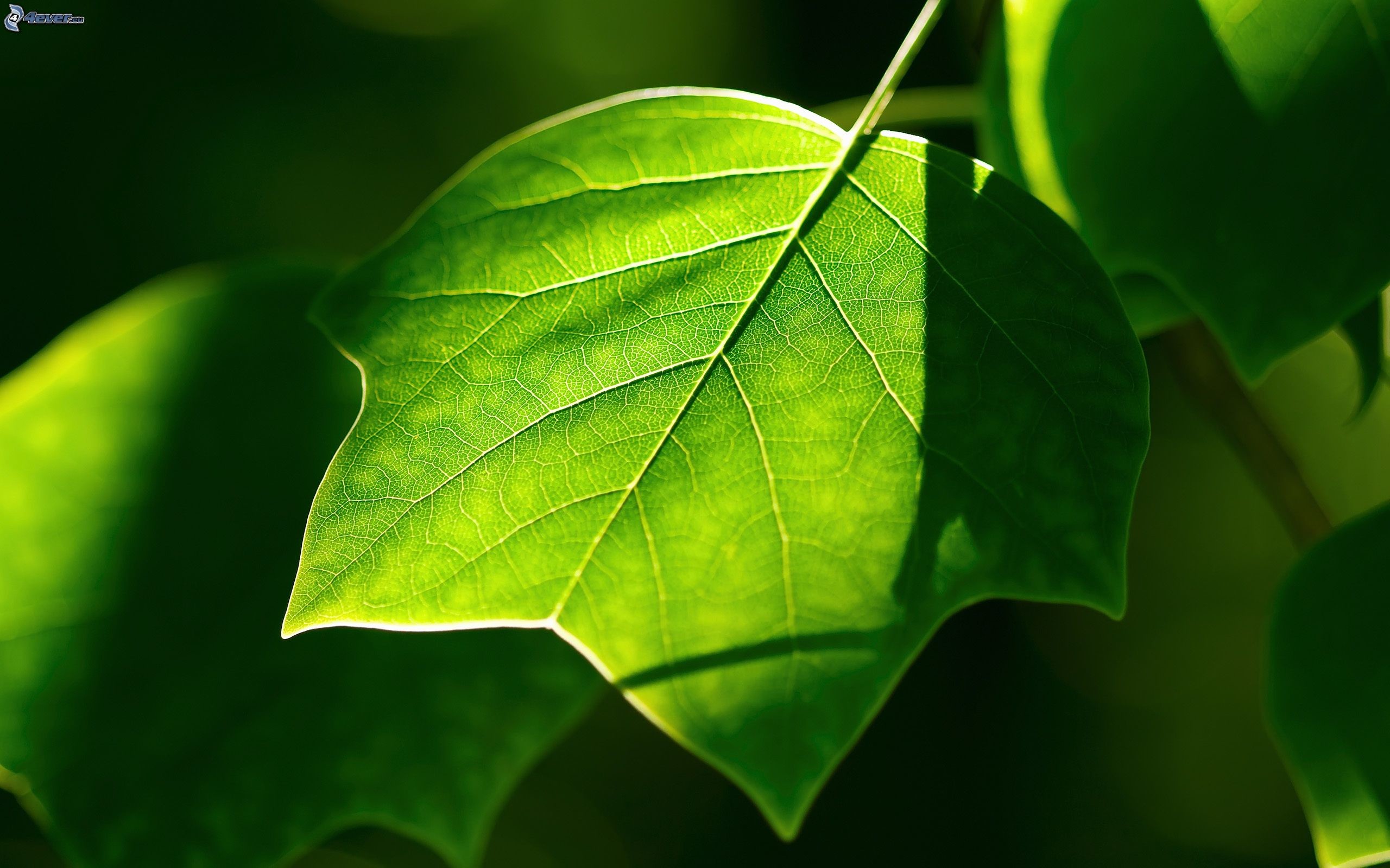 Foglia, Controluce, Natura, 2560x1600, sfondo MacBook Pro
