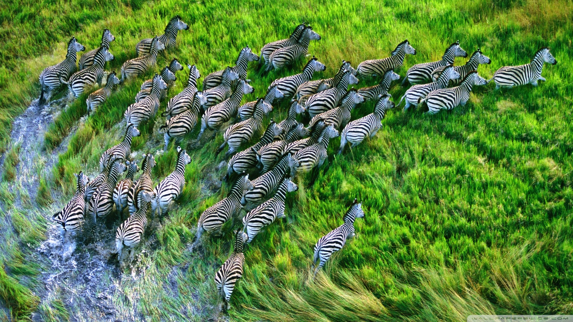 Zebre, Mandria, Prateria, Vista aerea, immagine di sfondo Mac