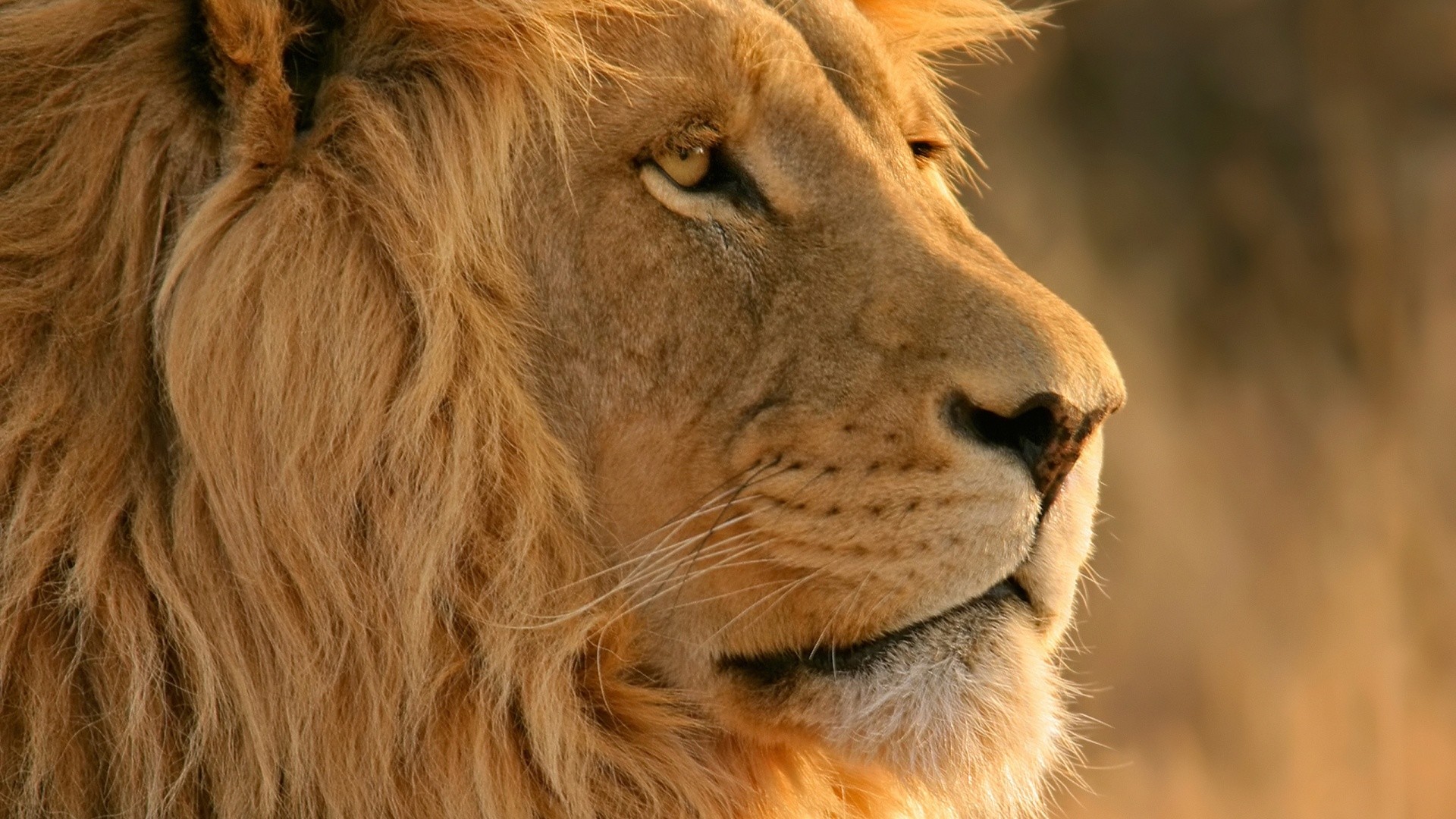 Leone, Profilo, Criniera, Primo piano, Full HD, sfondo per PC