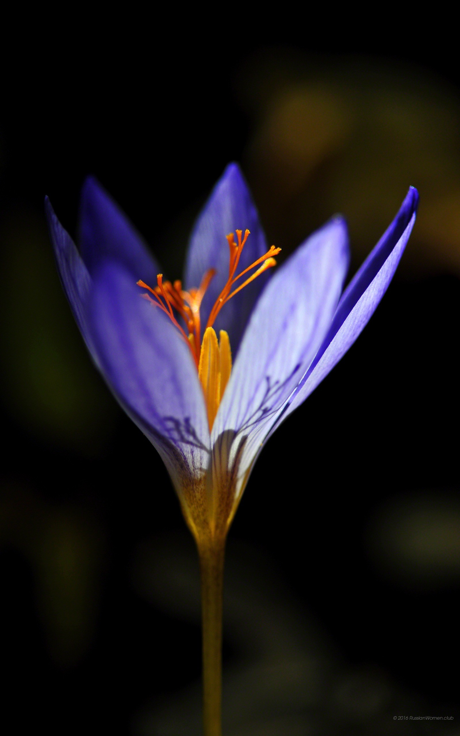 Croco, Fiore viola, Sfondo nero, schermata di blocco Samsung