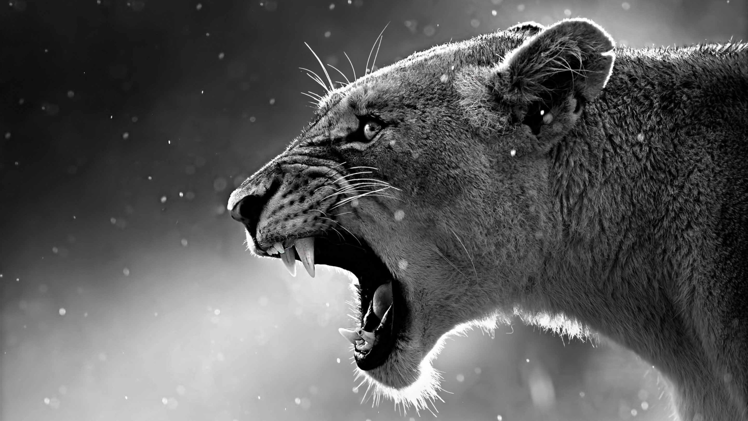 Leonessa, Ruggito, Bianco e nero, Felino, Primo piano, 2K, immagine di sfondo Mac