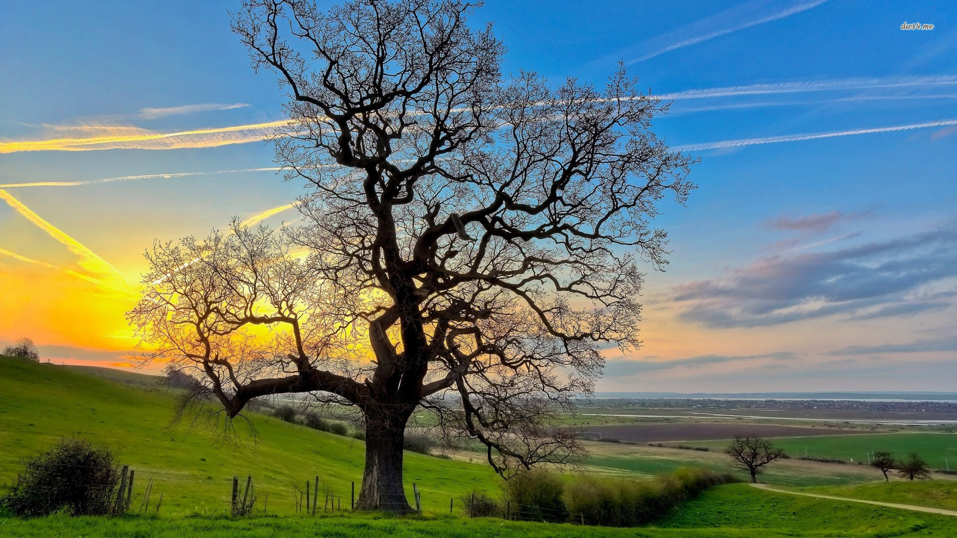 Quercia, Albero spoglio, Tramonto, Collina, Full HD, wallpaper desktop