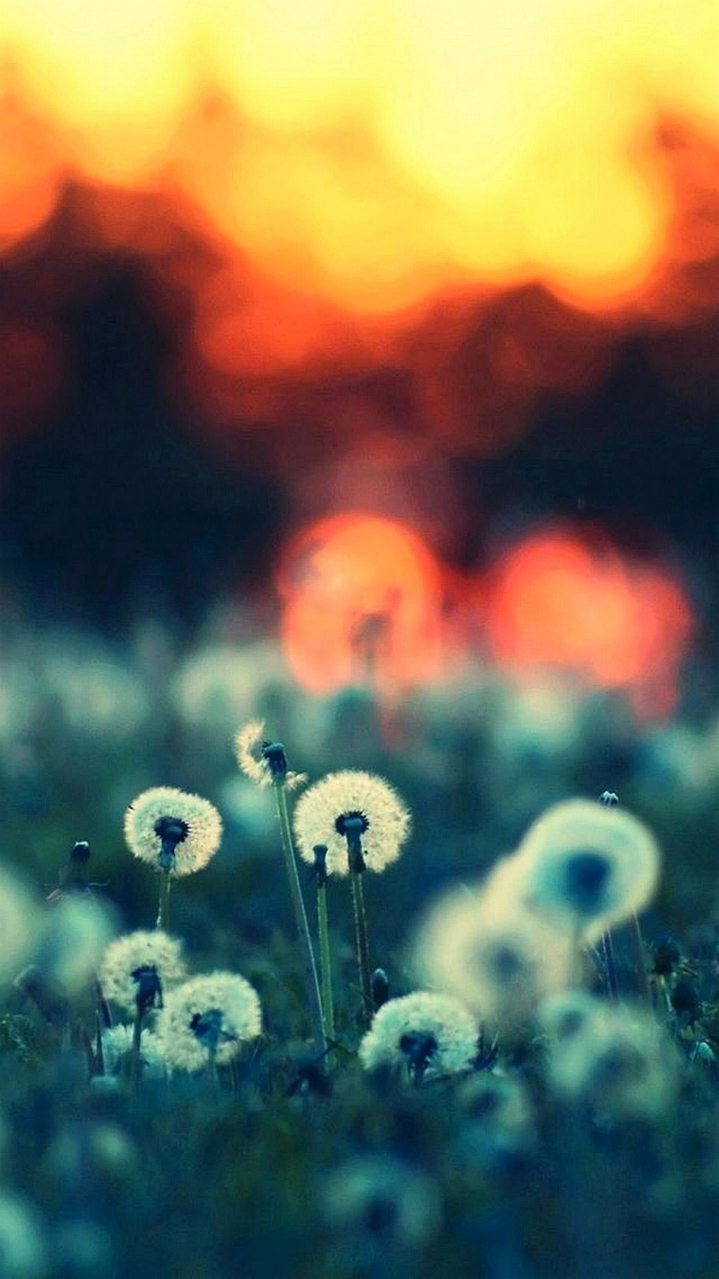 Soffioni, Bokeh, Prato, Tramonto, wallpaper Samsung Galaxy S6