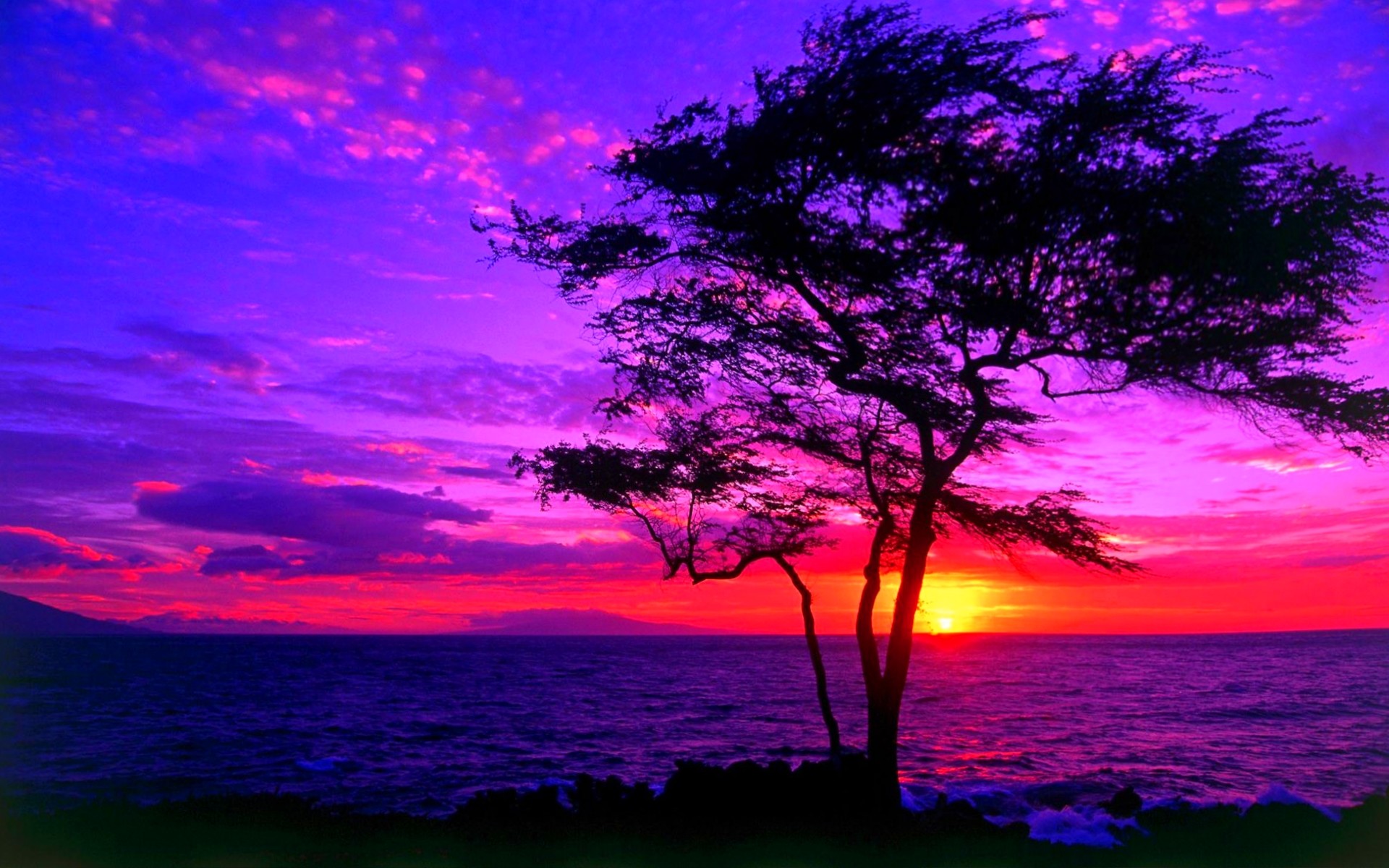 Albero, Tramonto, Mare, Cielo viola, Silhouette, 1920x1200, wallpaper desktop