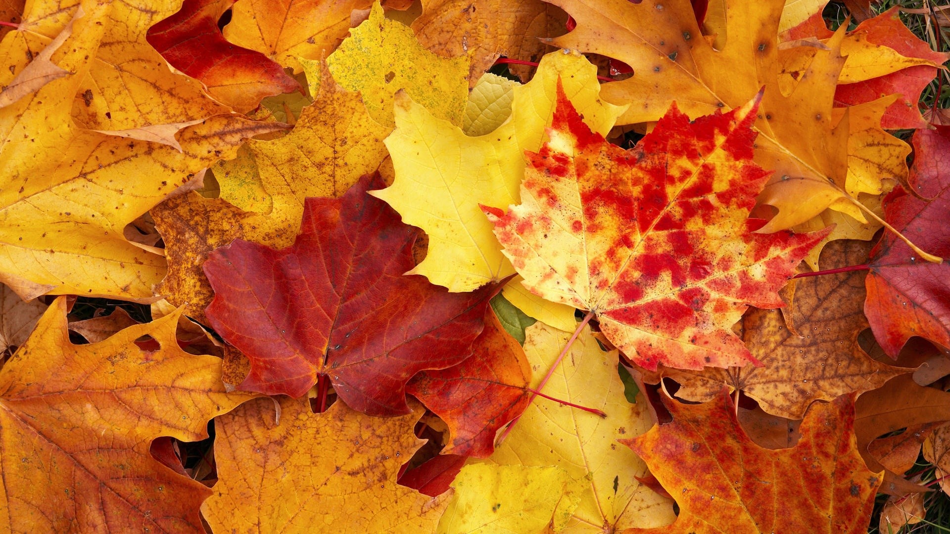 Foglie d'acero, Foglie cadute, Rosso e giallo, Texture, wallpaper per desktop