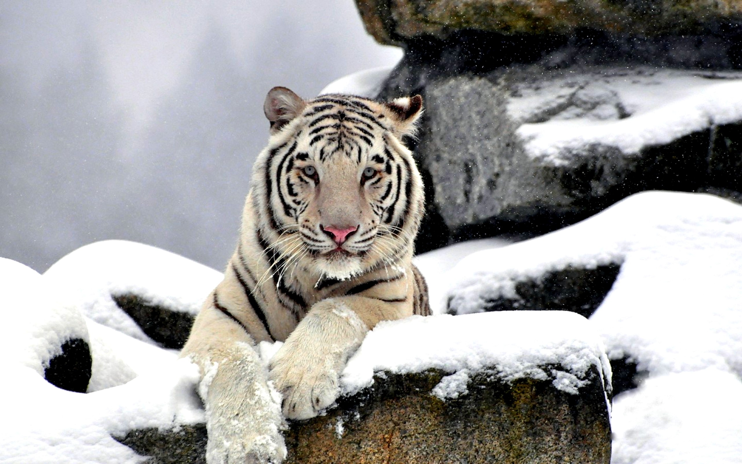 Tigre bianca, Neve, Rocce, 2K, sfondo Windows 11