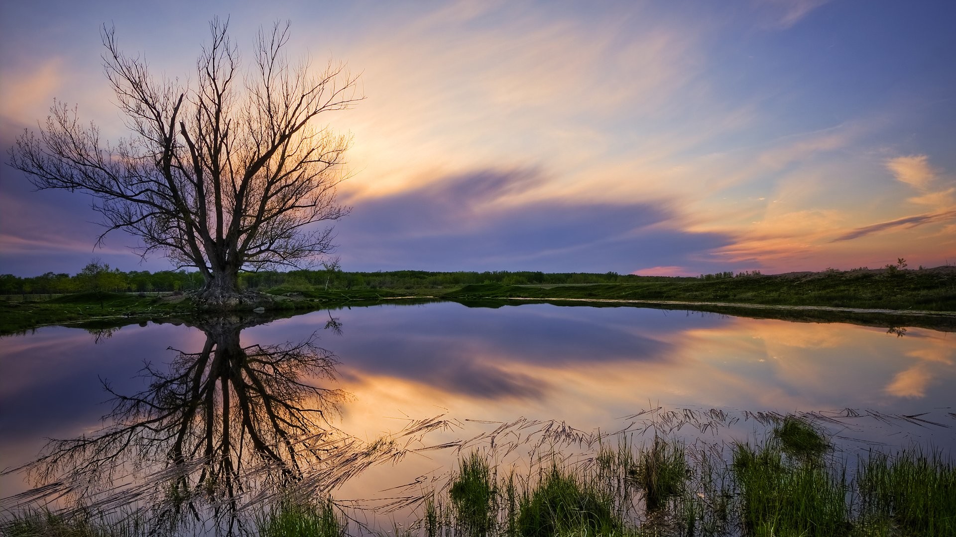 Albero spoglio, Stagno, Tramonto, Riflesso, Autunno, sfondo per desktop