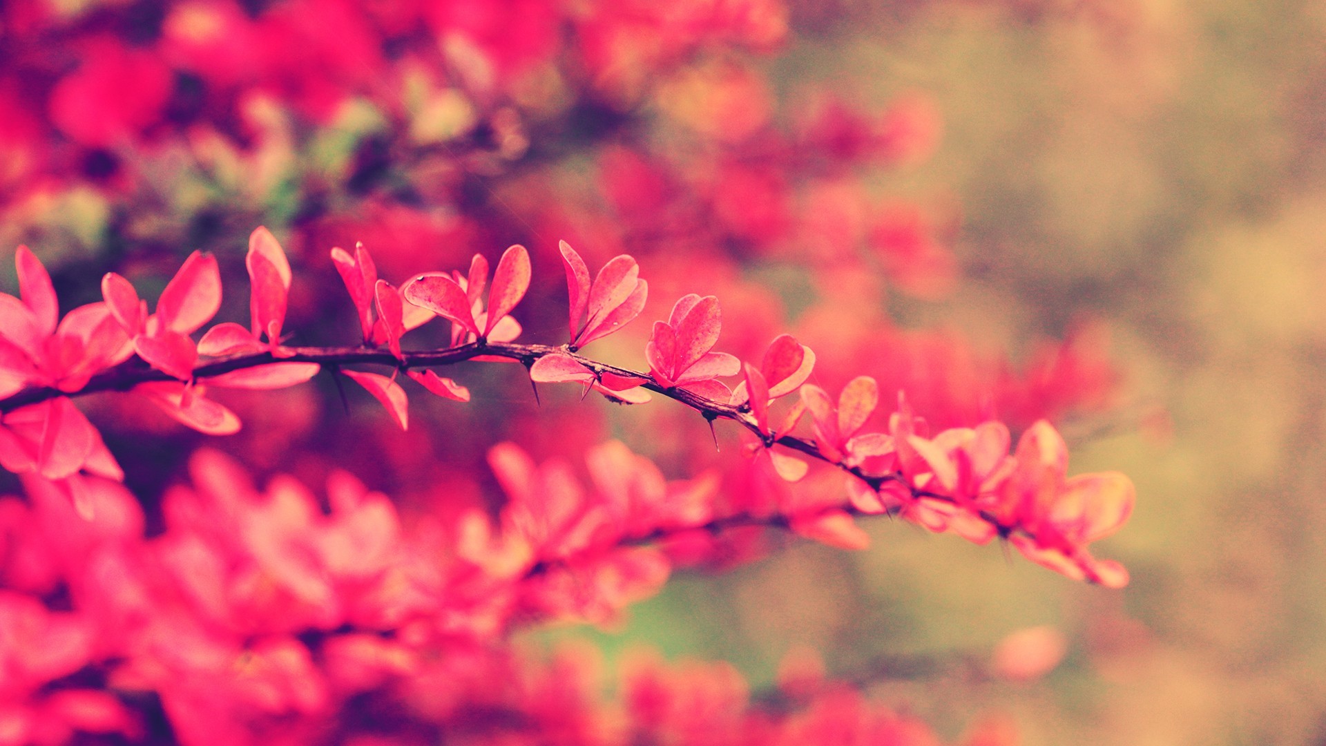 Rami fioriti, Fiori rosa, Bokeh, Full HD 1080p, sfondo desktop