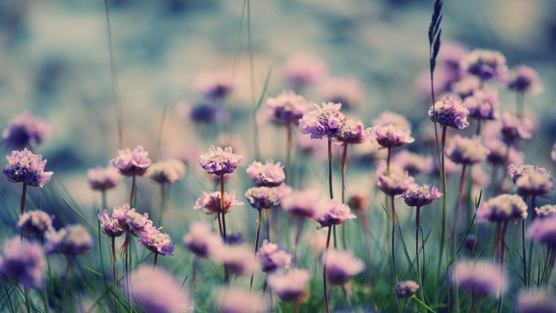 Fiori viola, Prato, Bokeh, Effetto vintage, 1920x1080, sfondo per PC